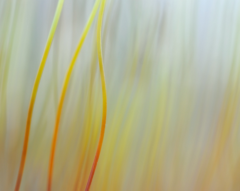 kleurrijk-lijnenspel