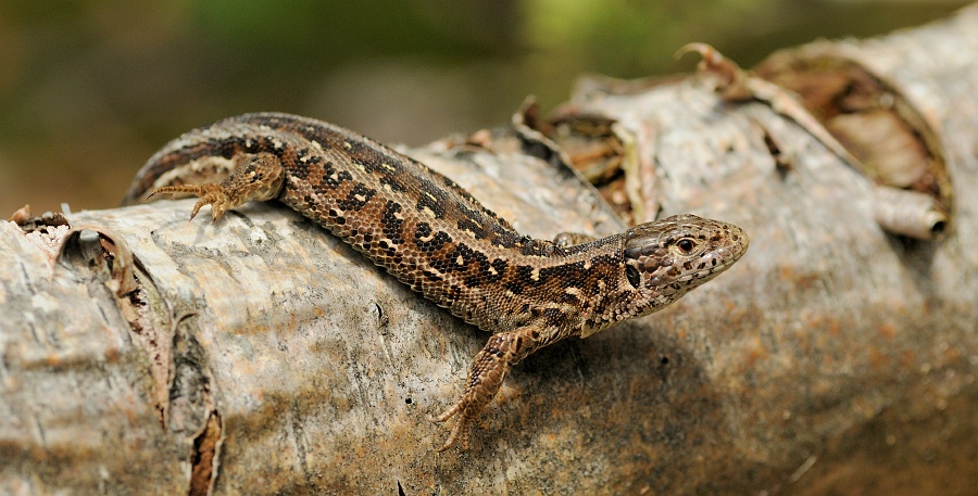zandhagedis-vrouw-op-stam