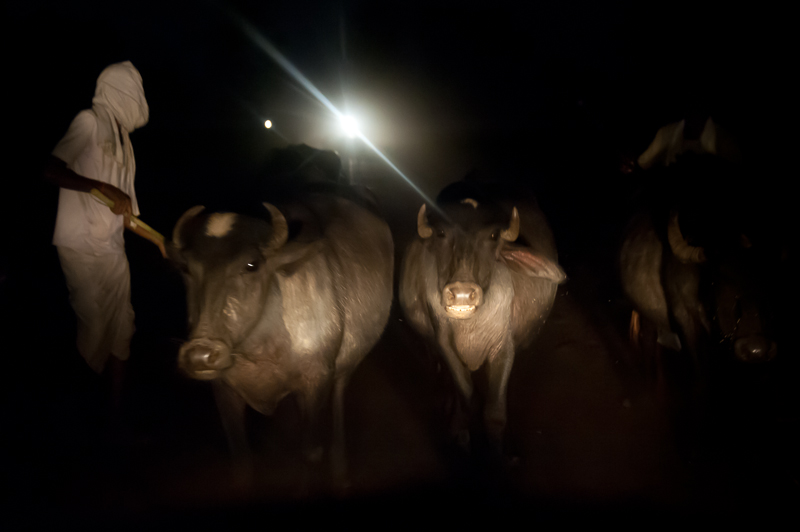 koeien-in-de-nacht
