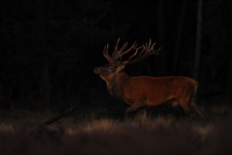 edelhert-in-laatste-licht