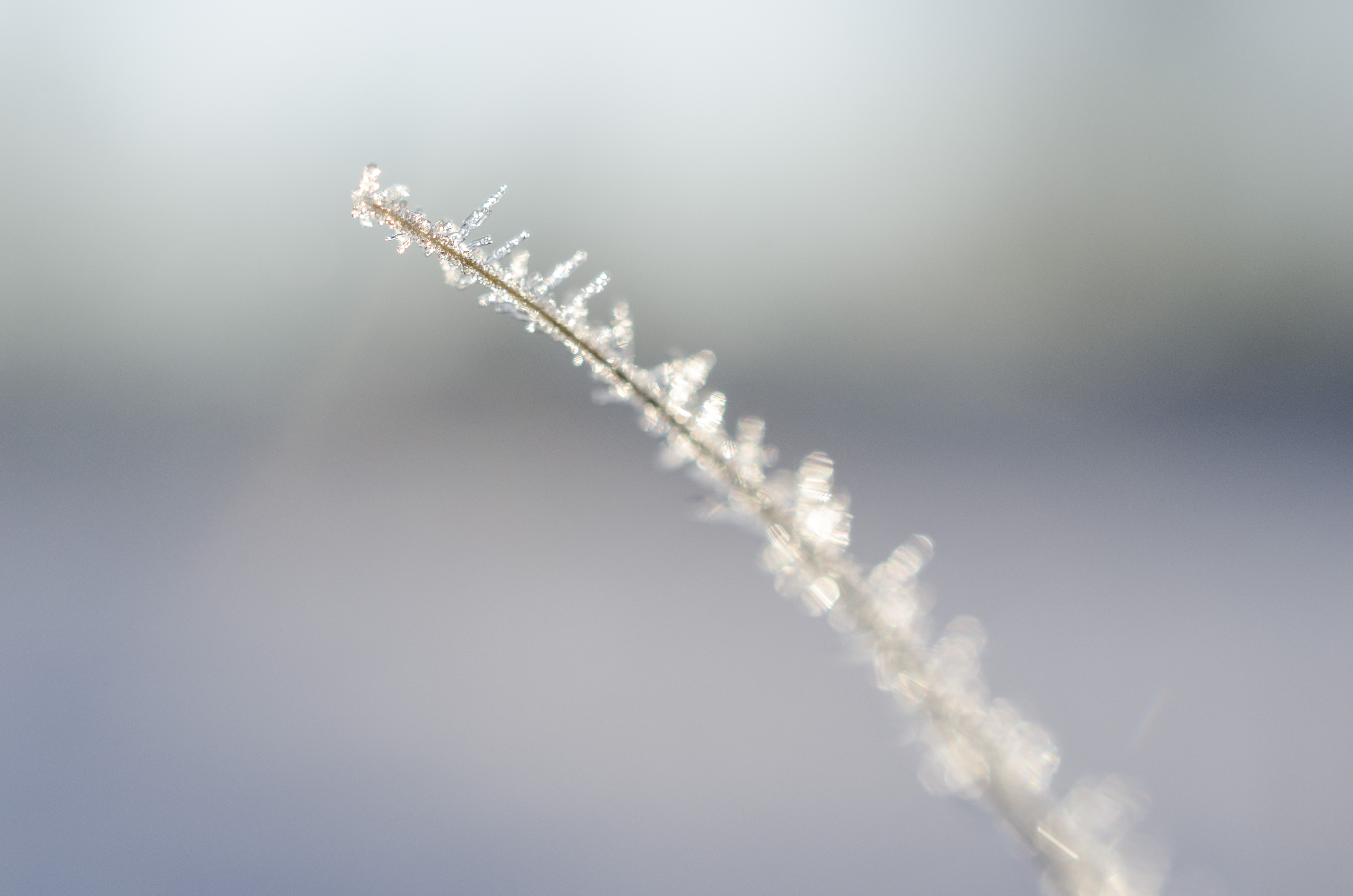 sneeuwvlokjes-op-riet