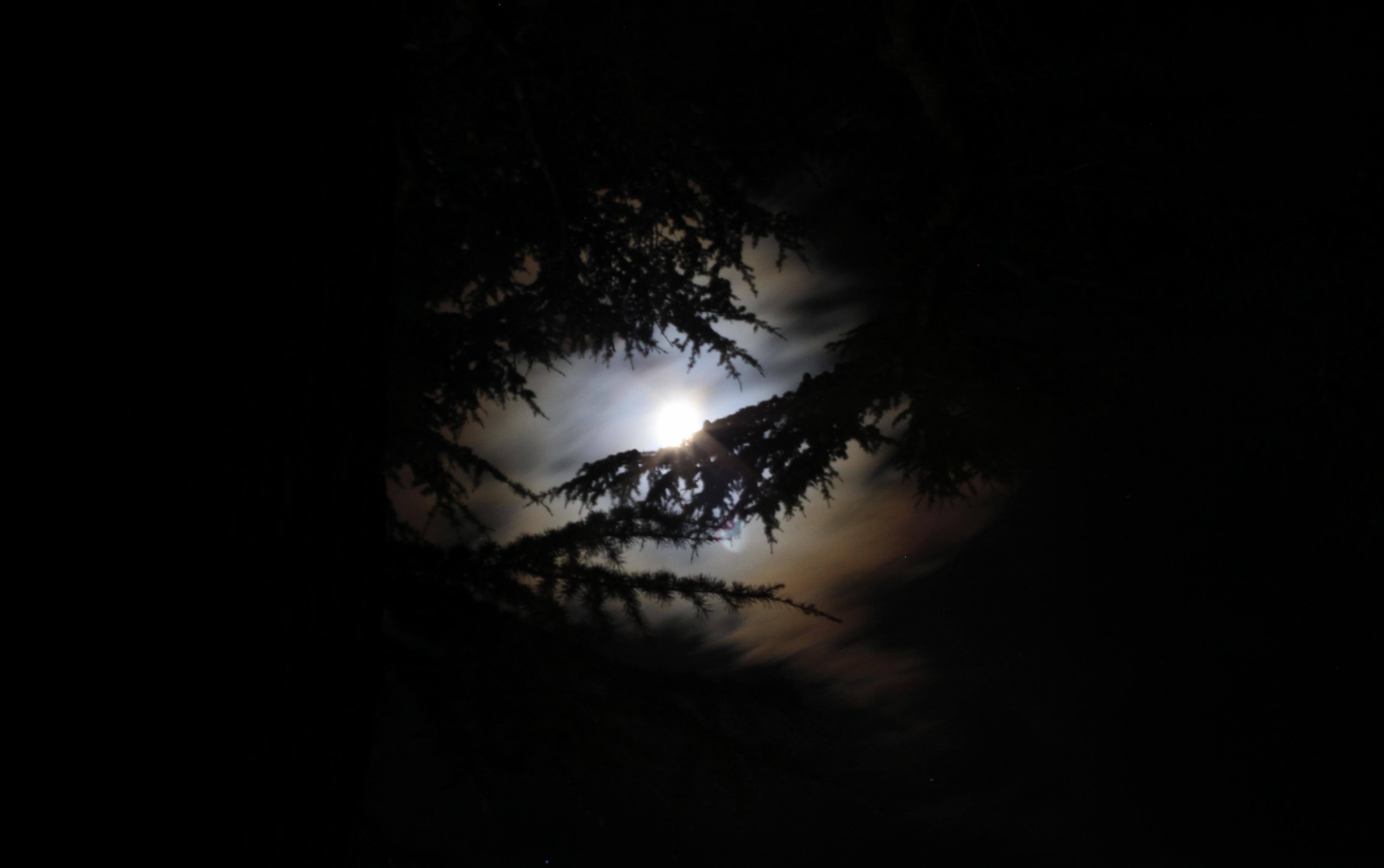 de-maan-schijnt-door-de-bomen-1