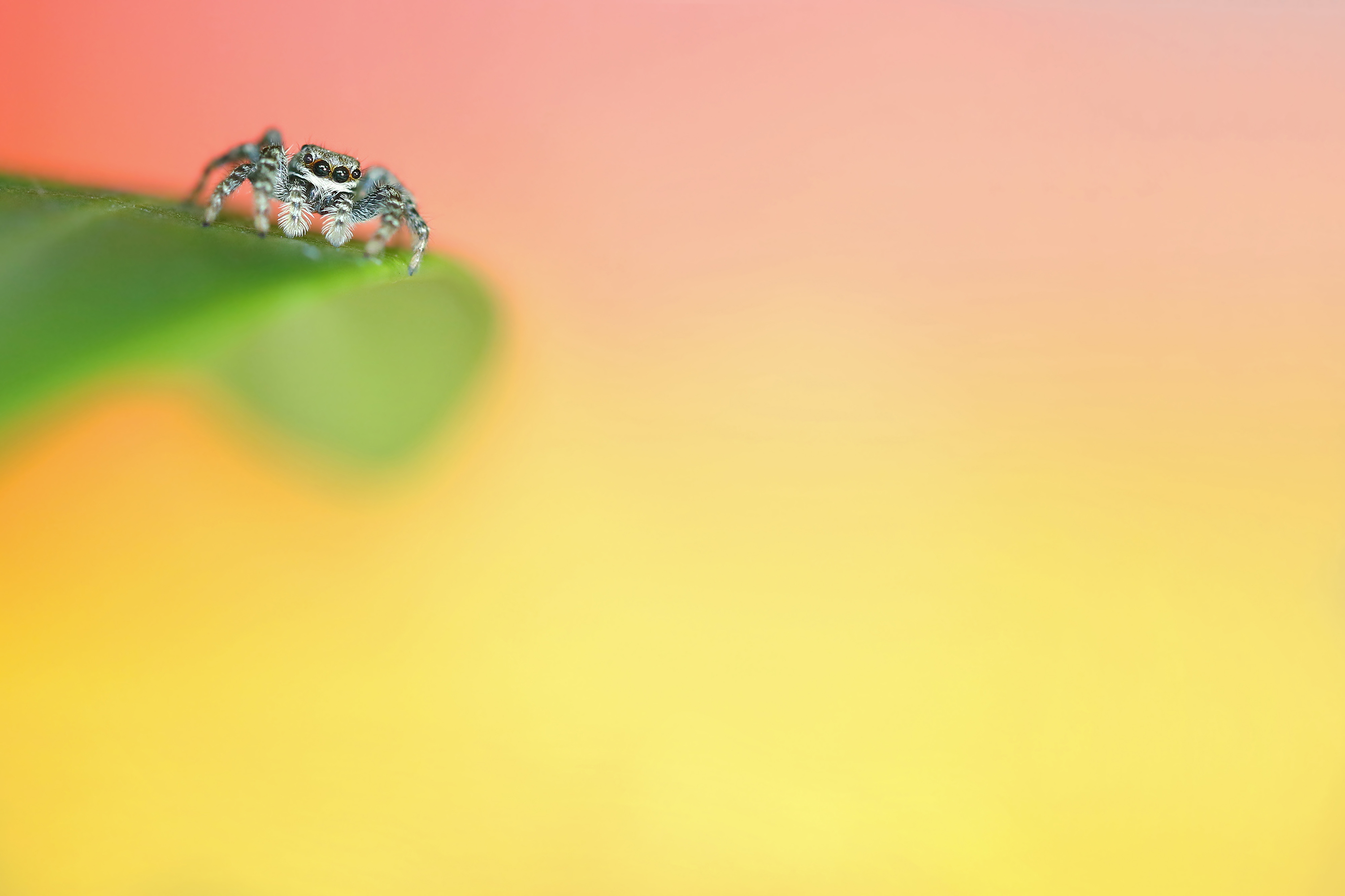 springspin-met-hoogtevrees