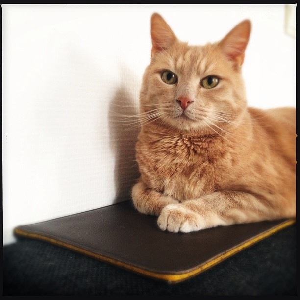 bailey-loves-the-joli-originals-ipad-sleeve