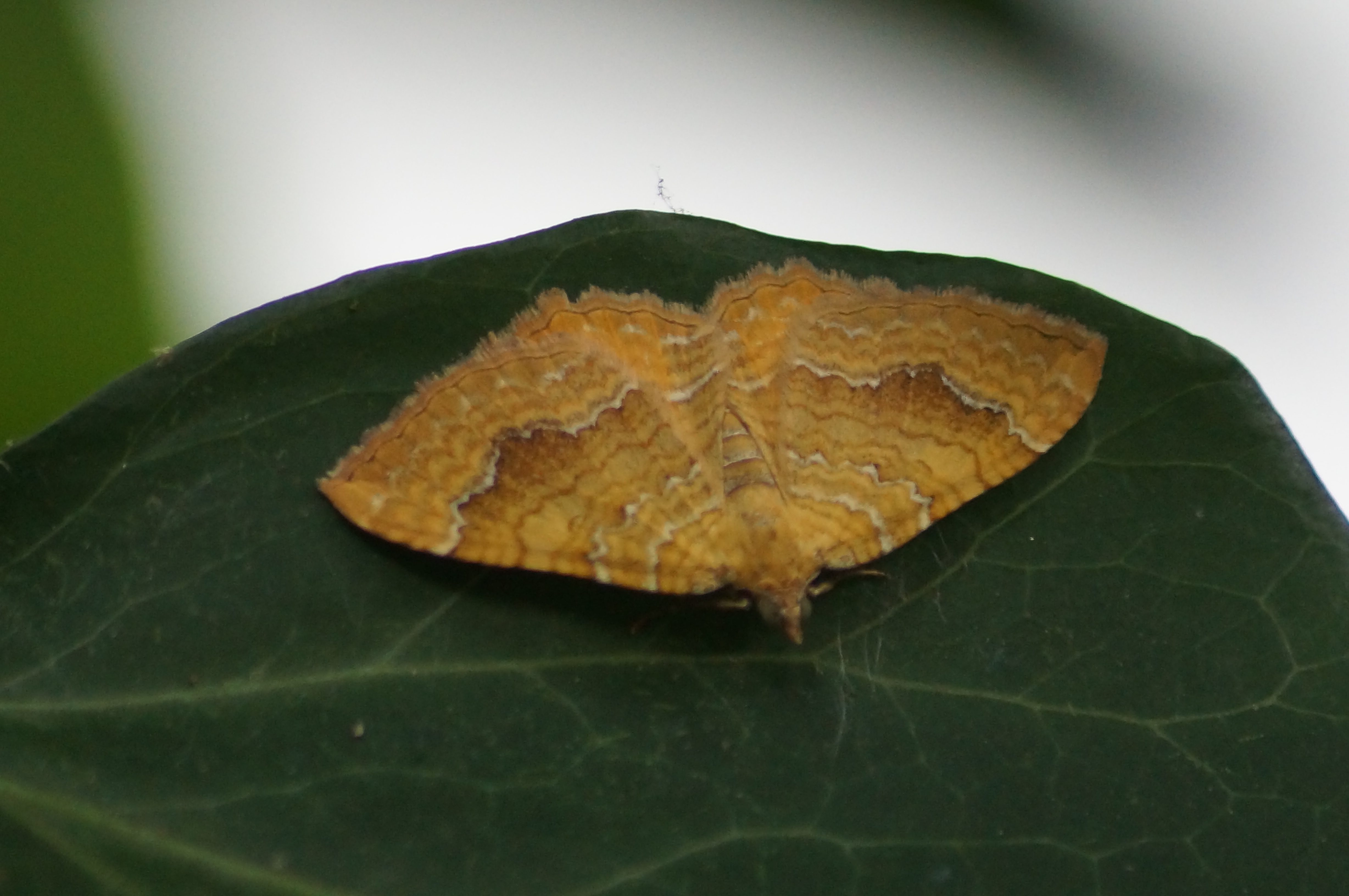 gestreepte-goudspanner-1