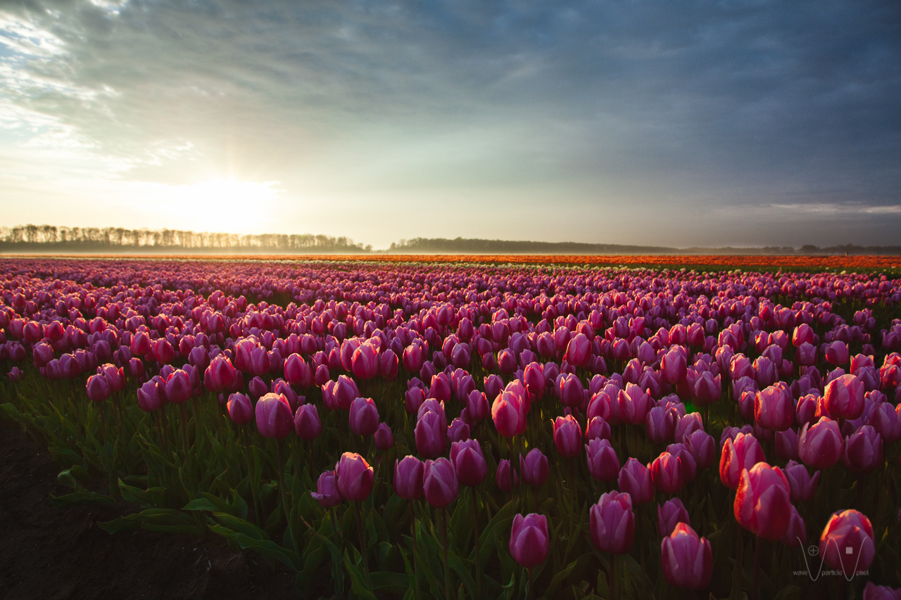tulpenveld-in-flevoland