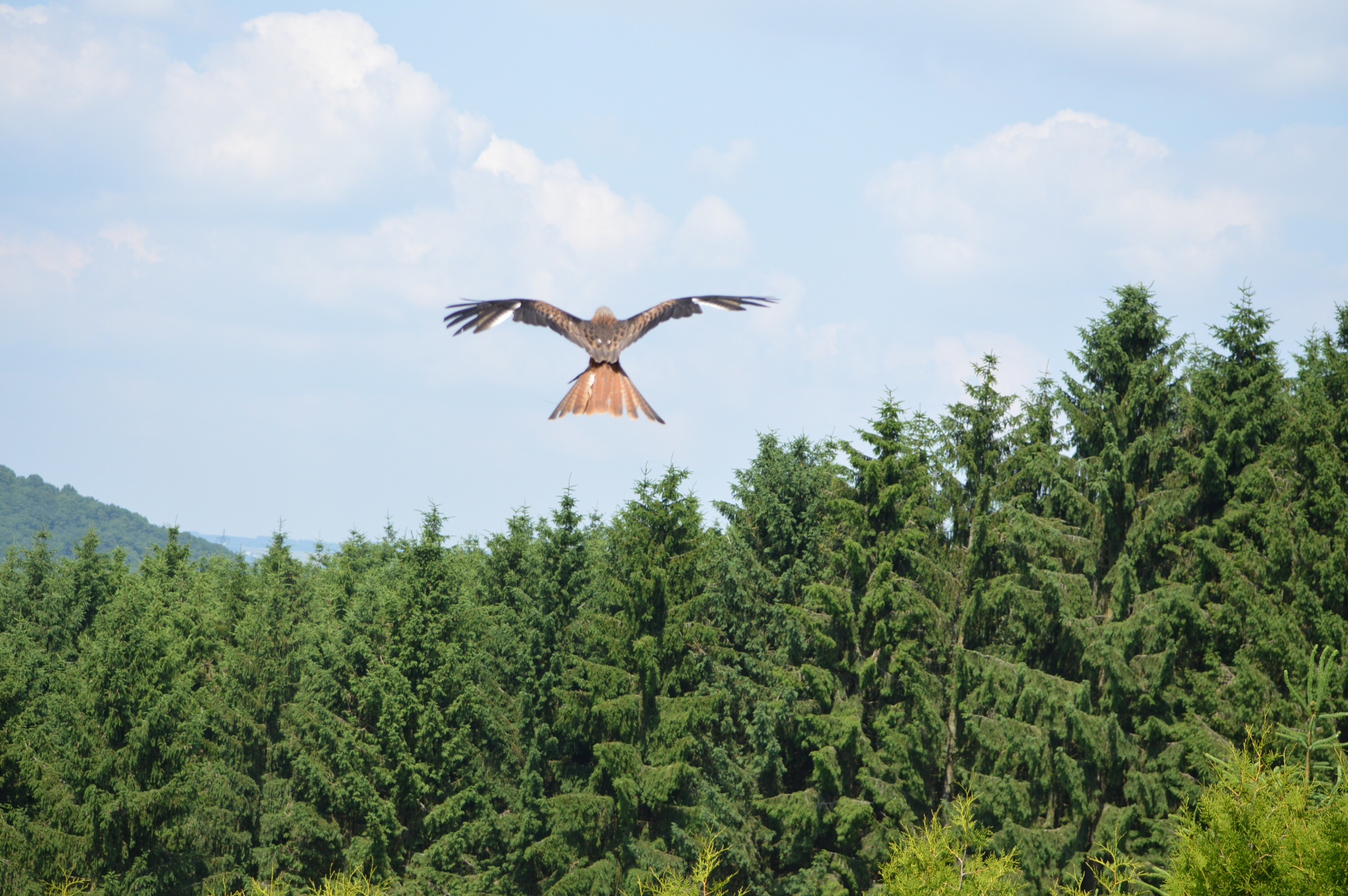adelaar-in-de-eiffel