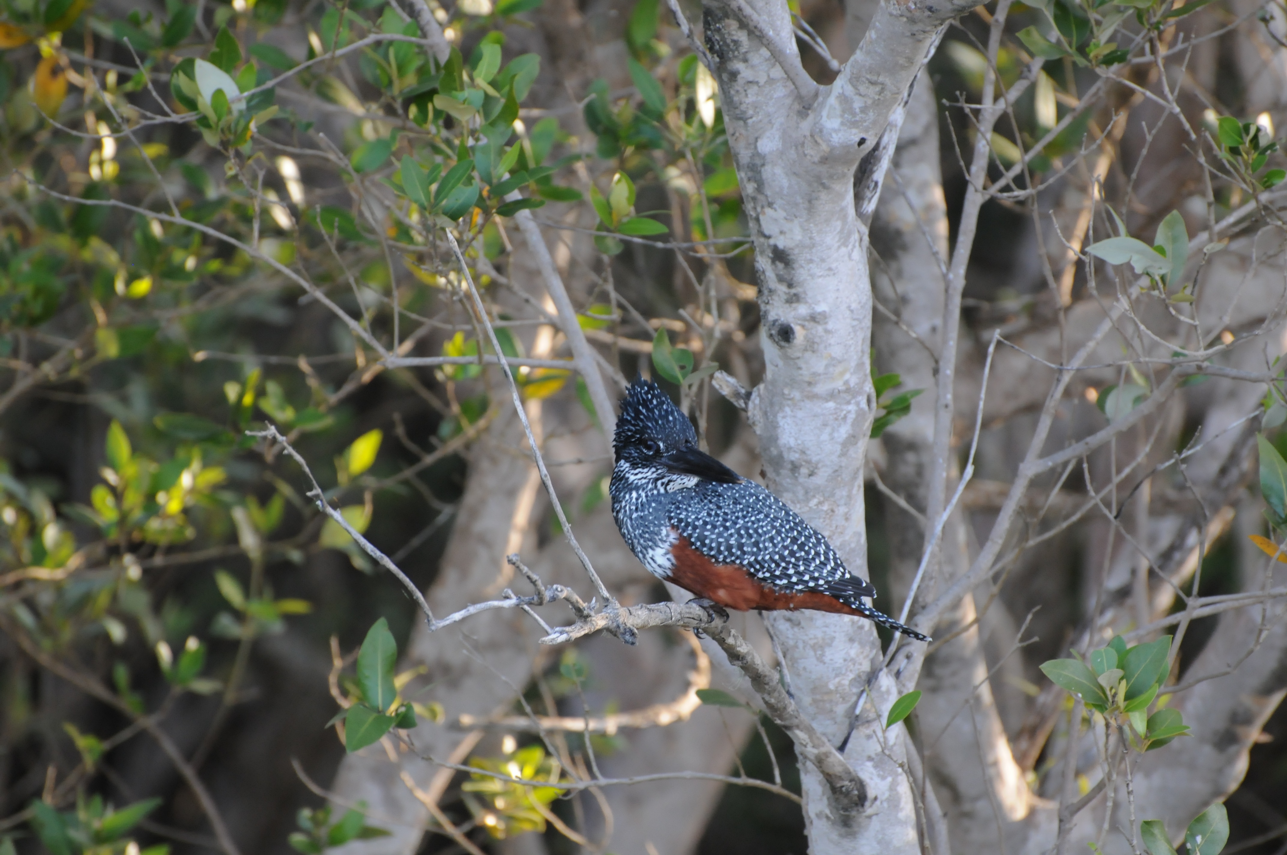 giant-kingfisher-1