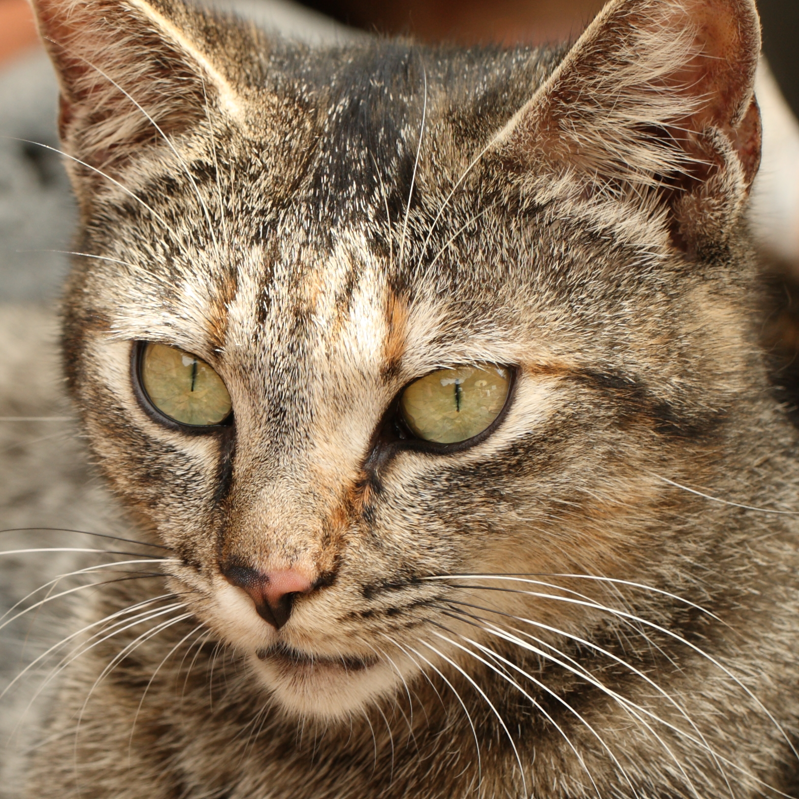 cat-in-barranco-de-masca-in-tenerife