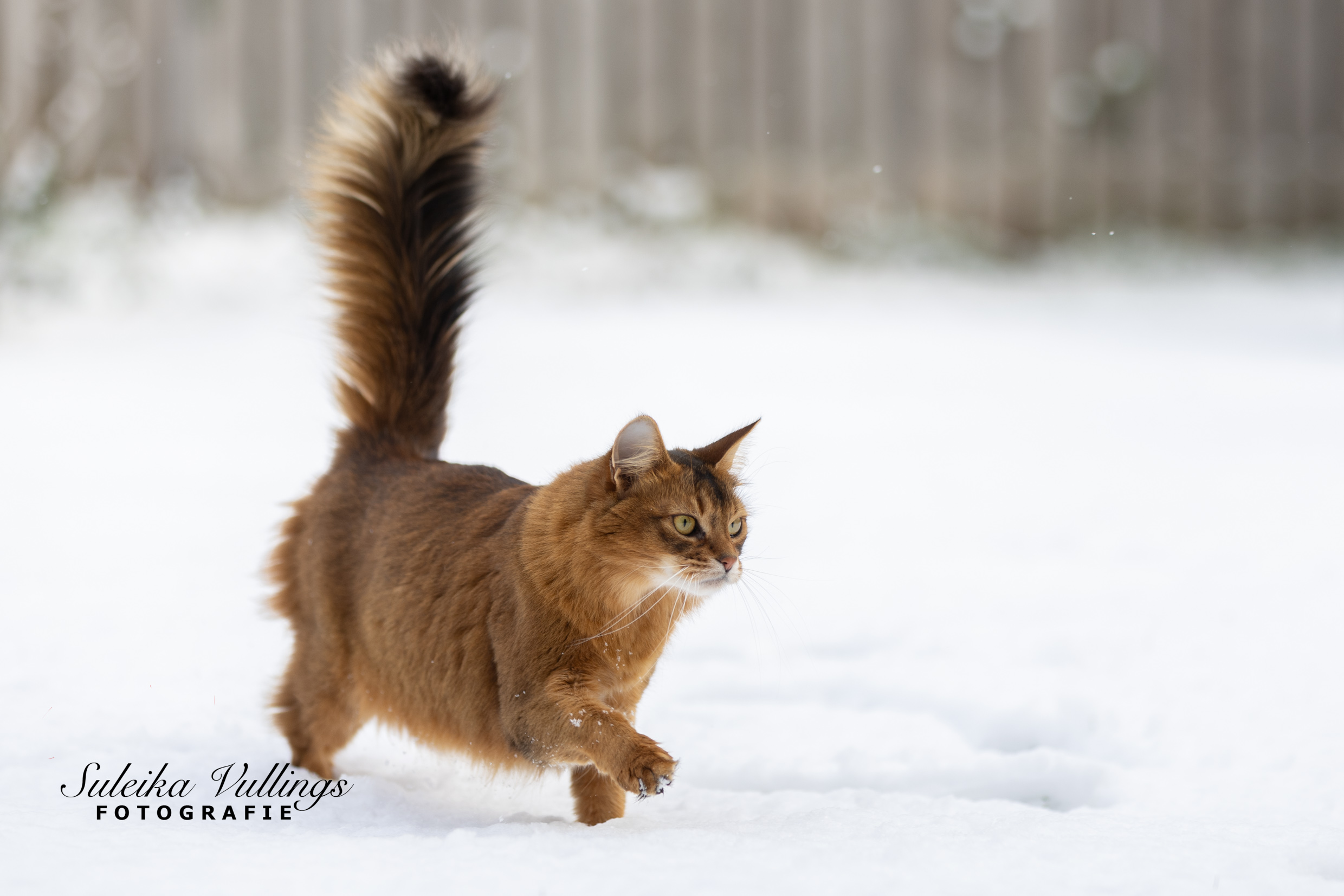 just-walking-in-the-snow