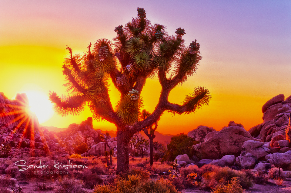 sunset-joshua-tree-national-park