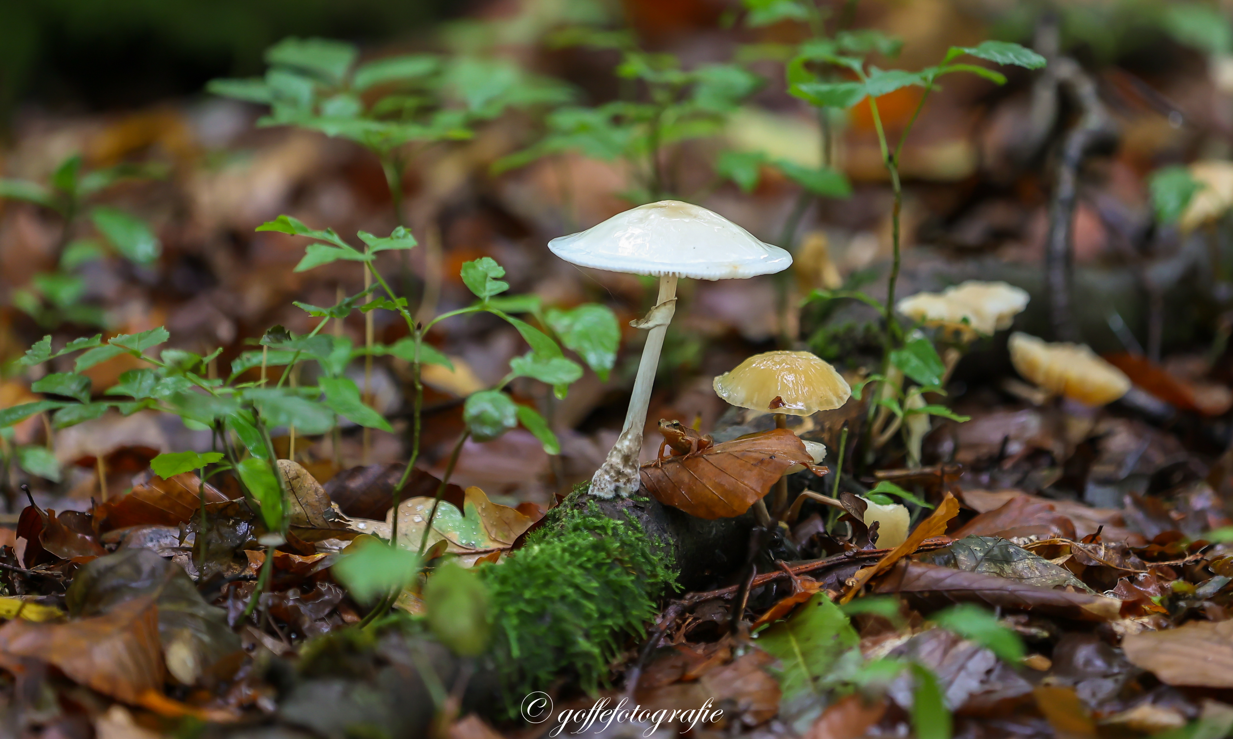 herfst-in-het-waterloopbos
