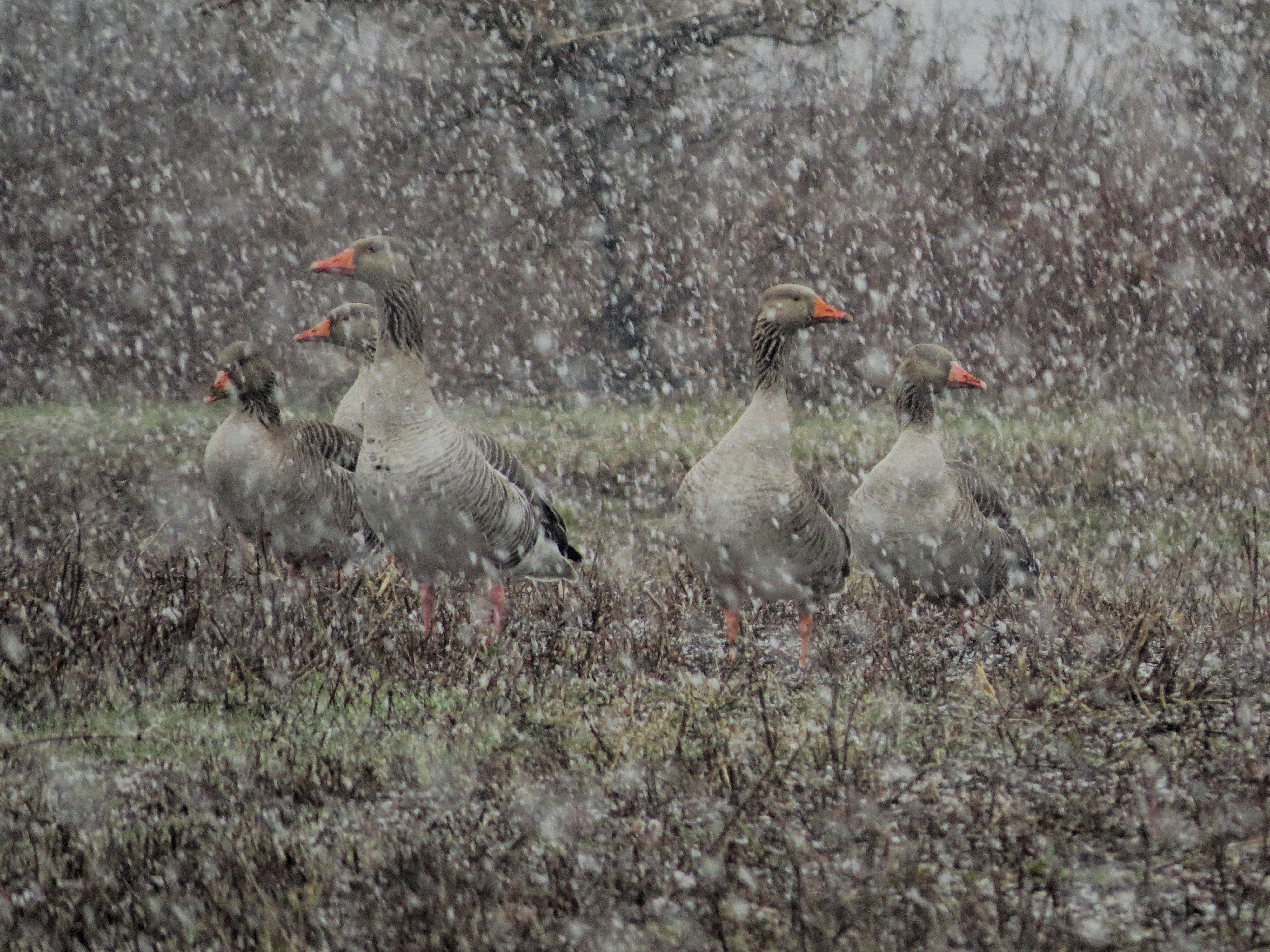 grauwe-ganzen-in-de-sneeuw