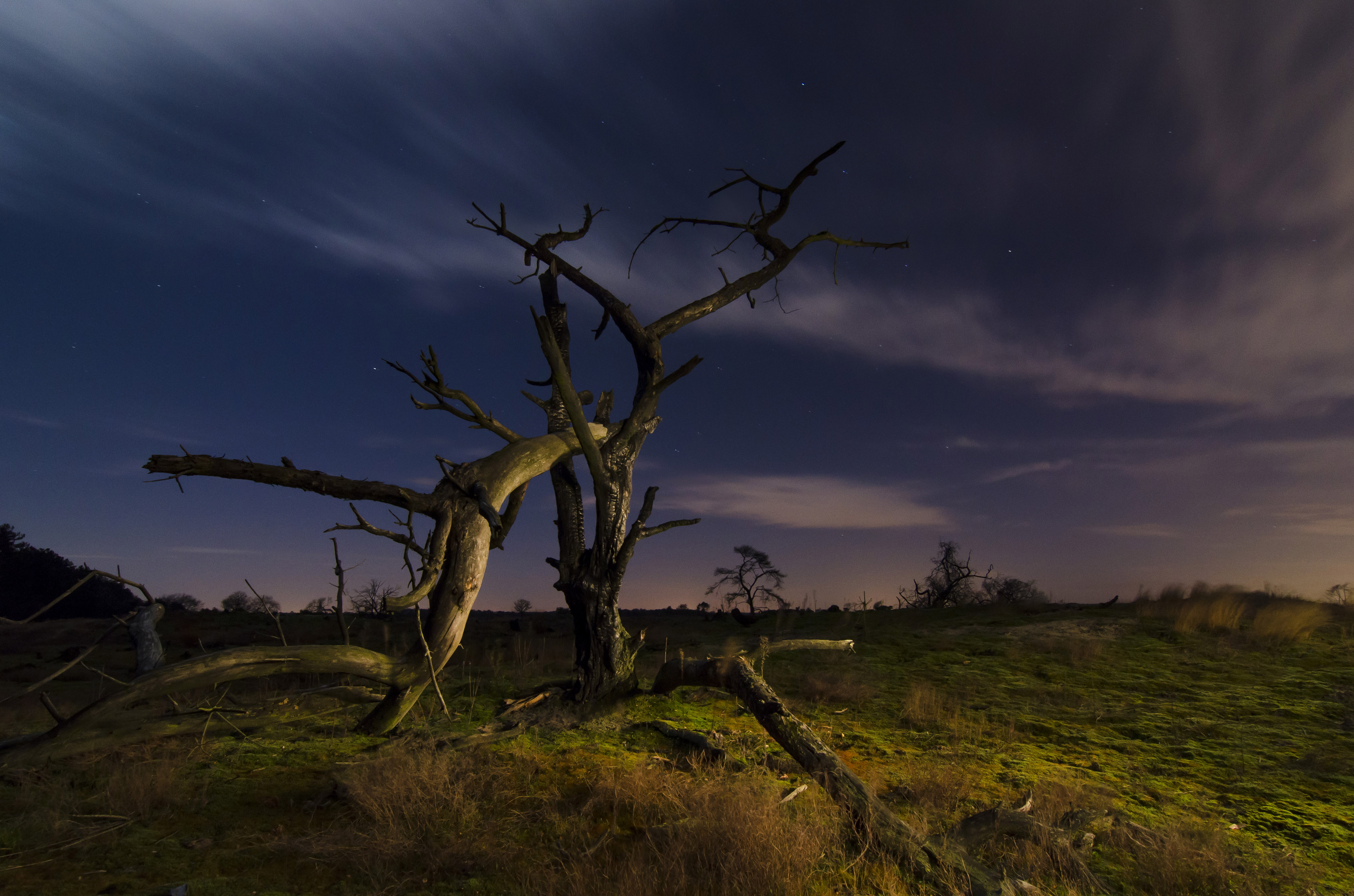 dead-tree-by-night