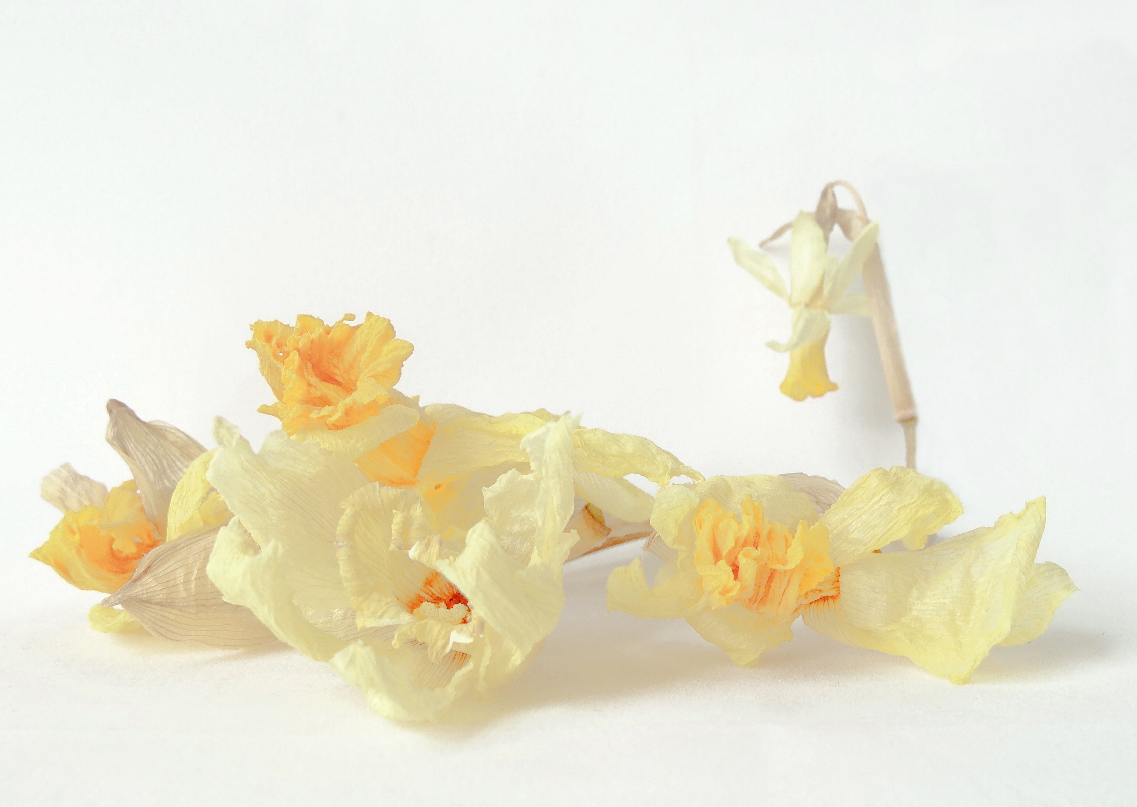 dried-by-yvette-kraak