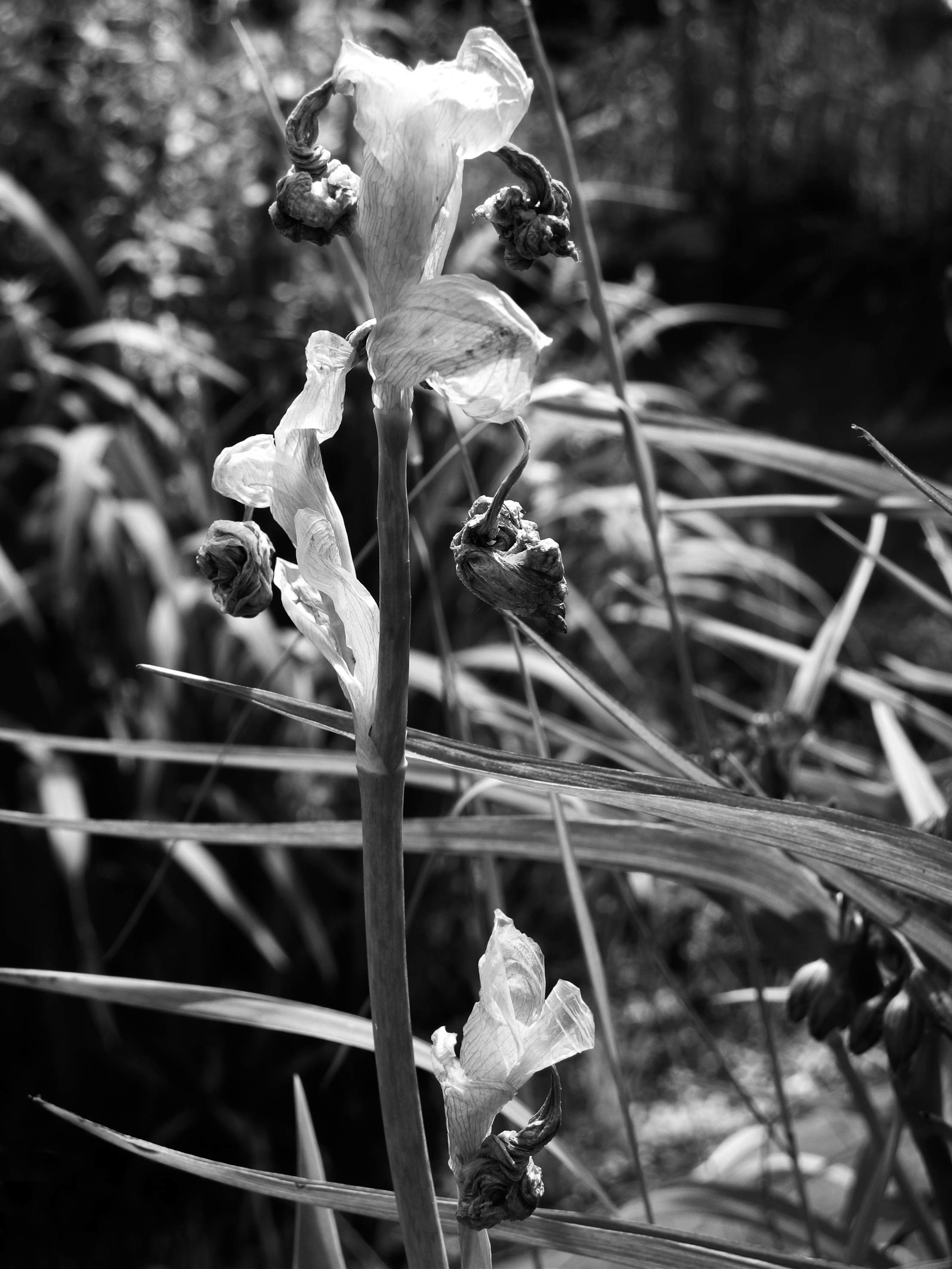 kunstwerken-van-de-natuur