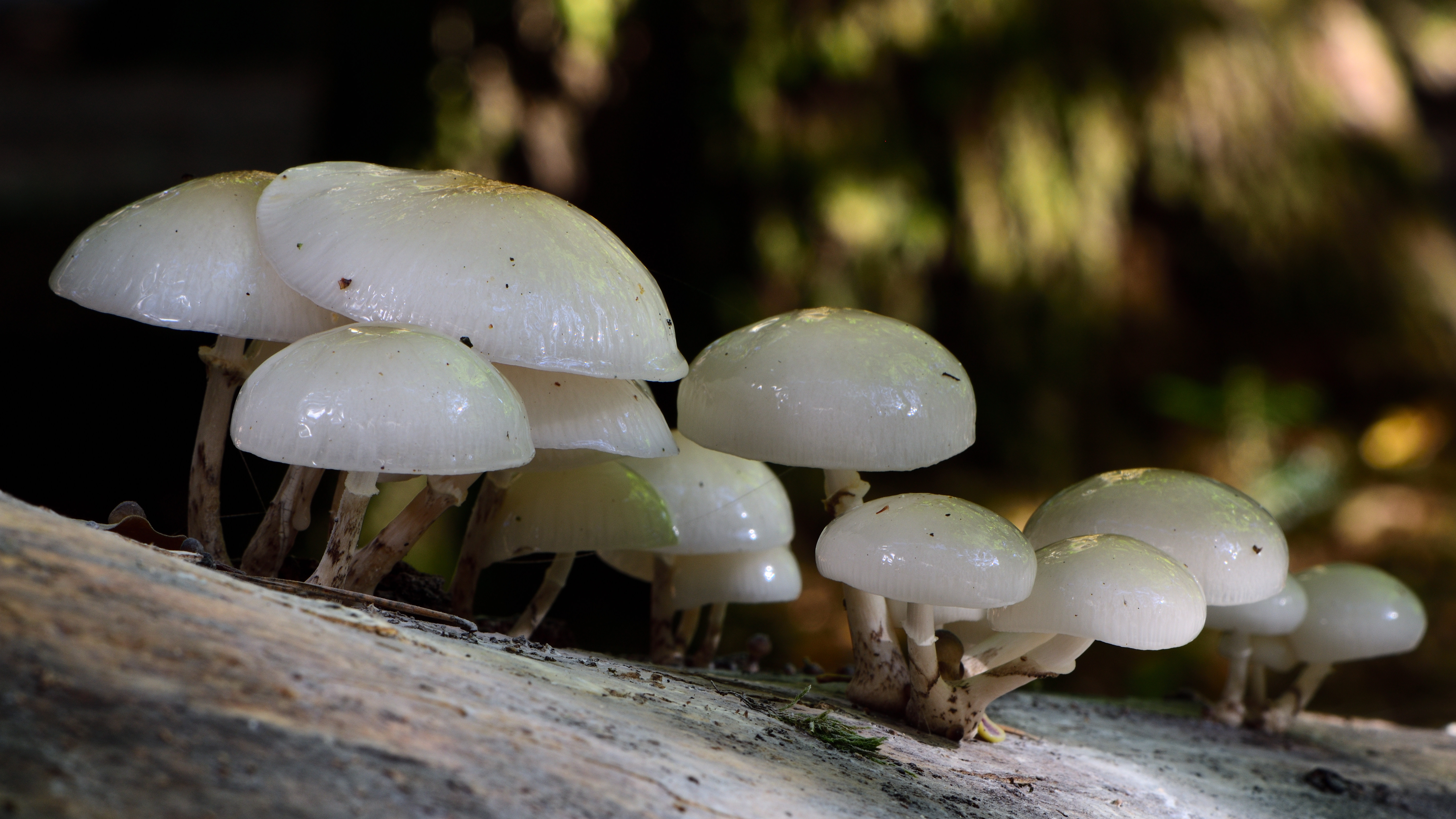 porseleinzwammen-op-een-rijtje