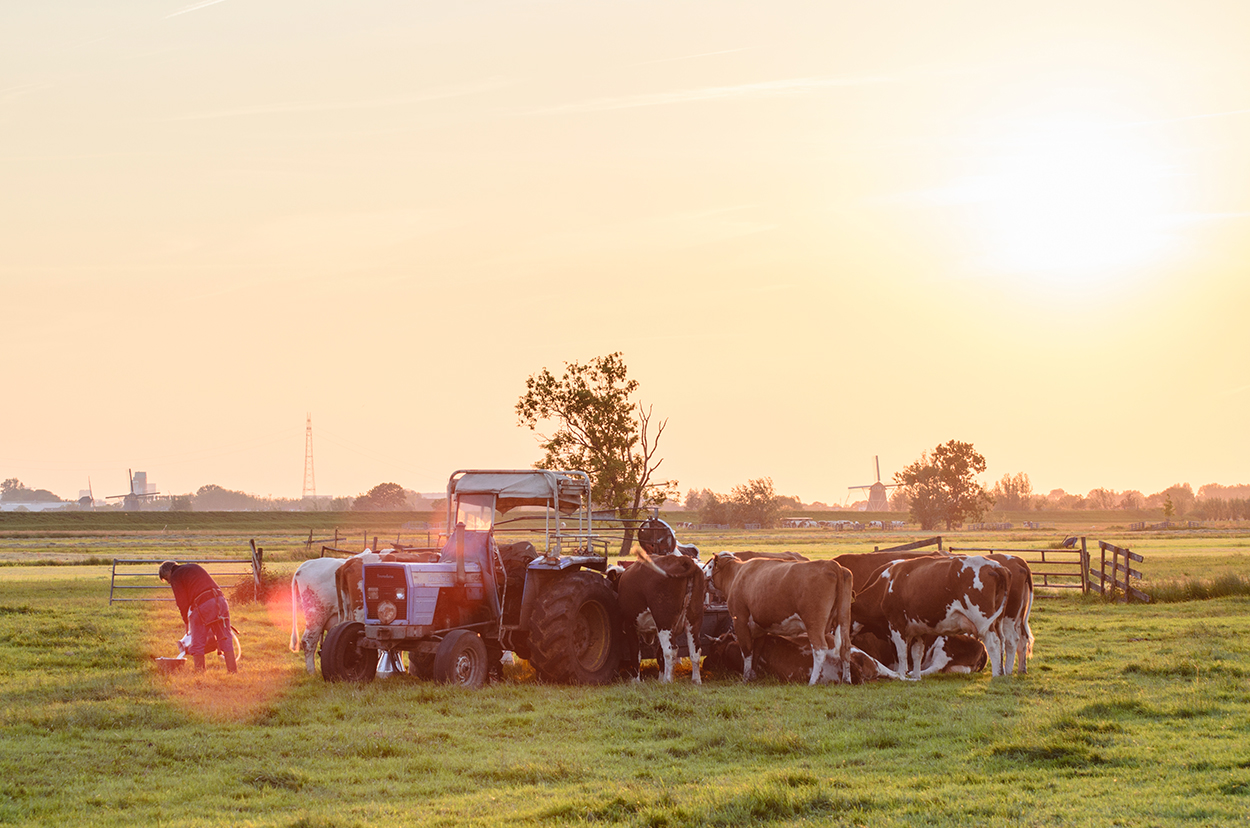 melken-bij-zonsondergang