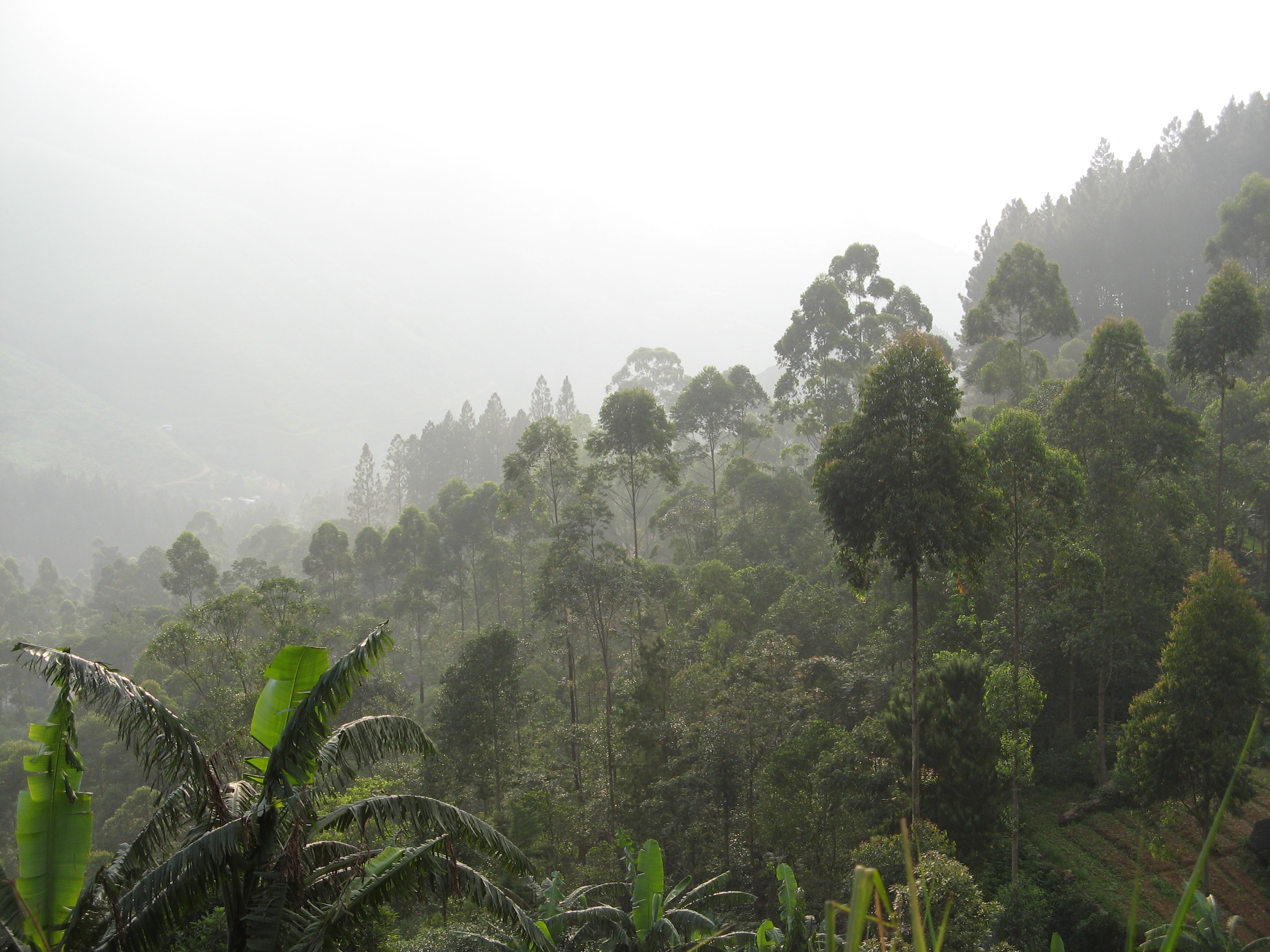 sri-lanka-wegvagen-van-het-landschap-in-de-lucht