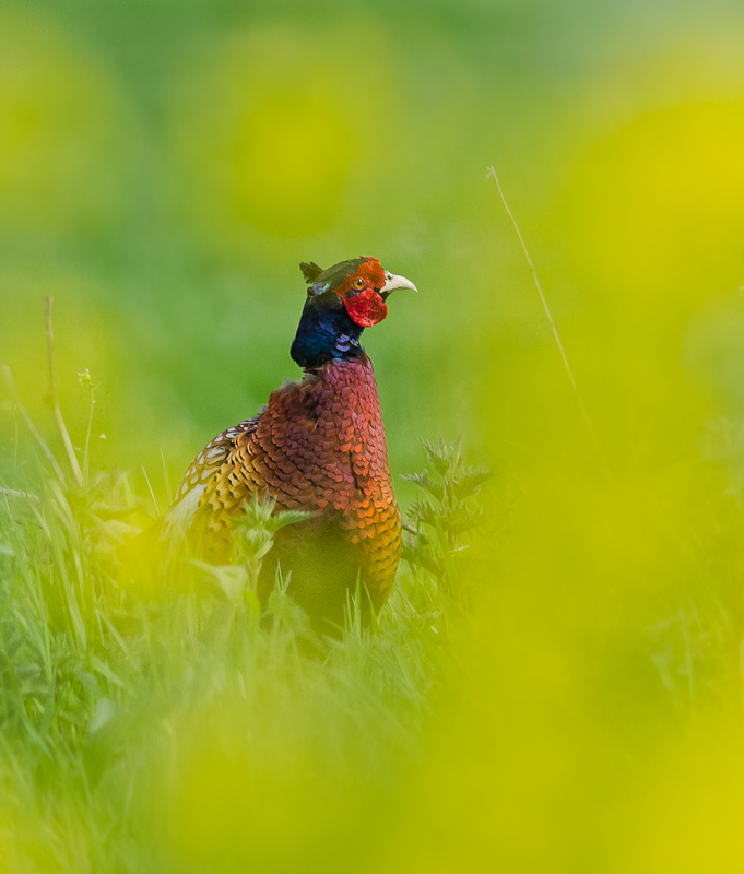 fazant-achter-raapzaad