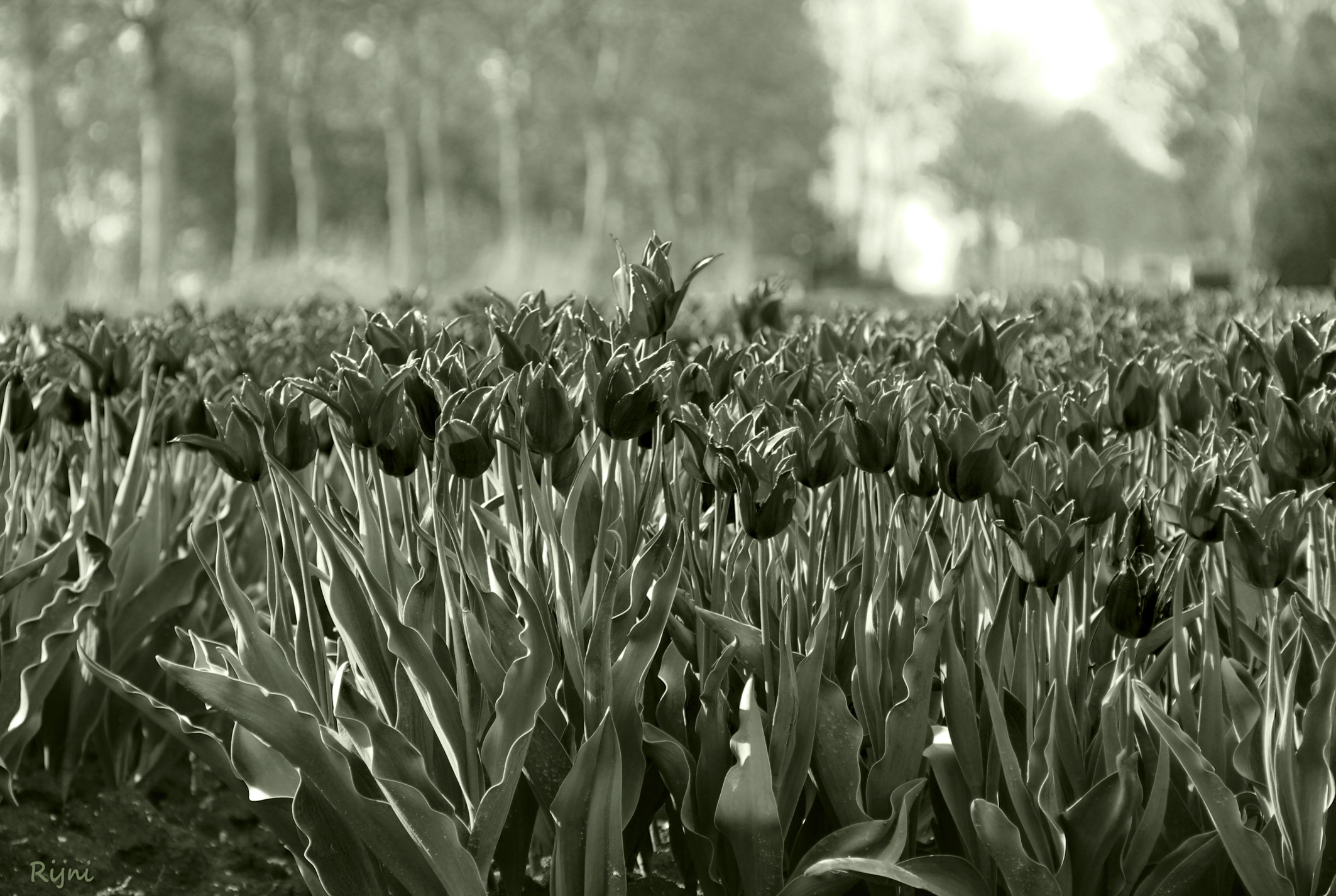 black-tulips