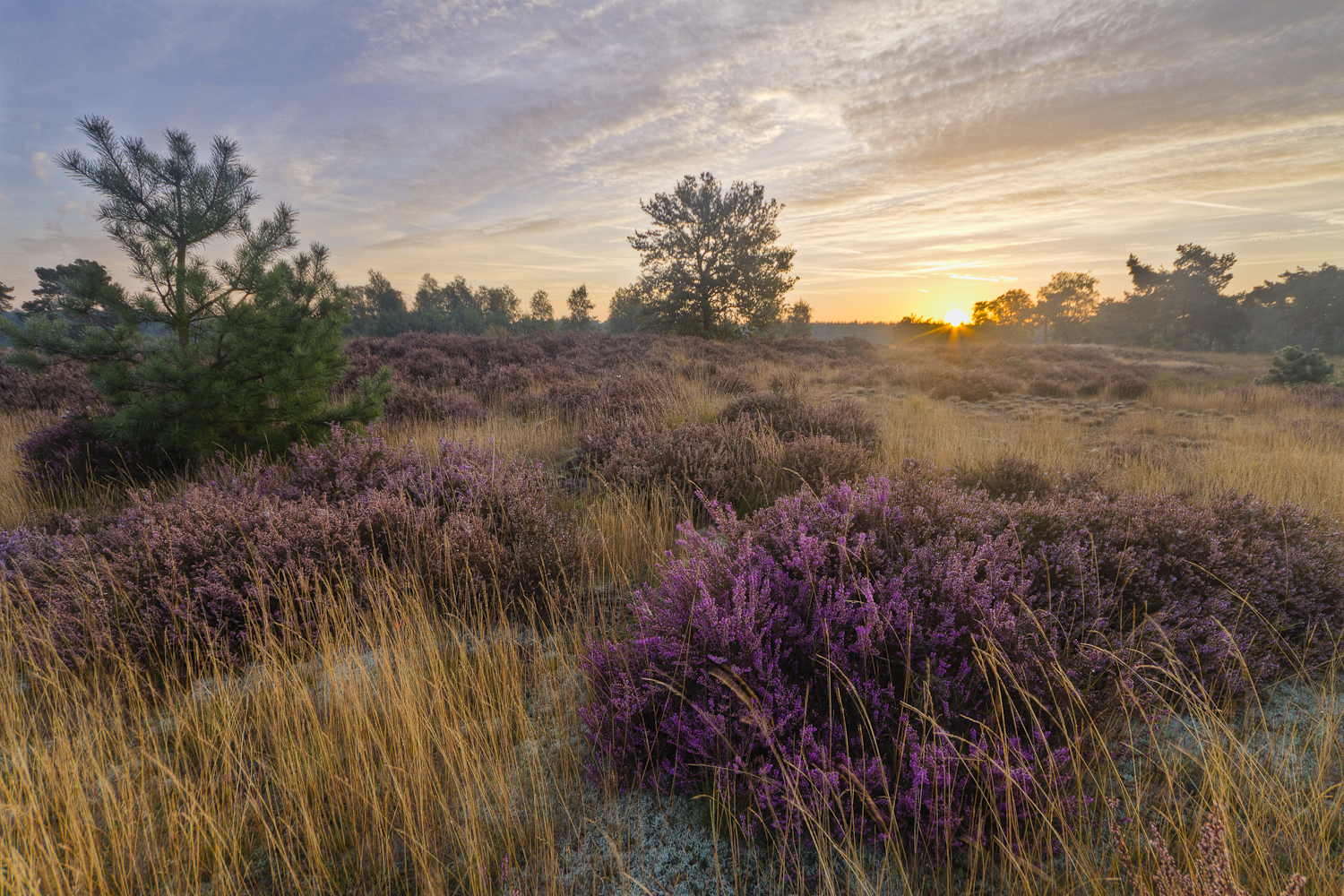 laatste-heide-in-het-eerste-licht
