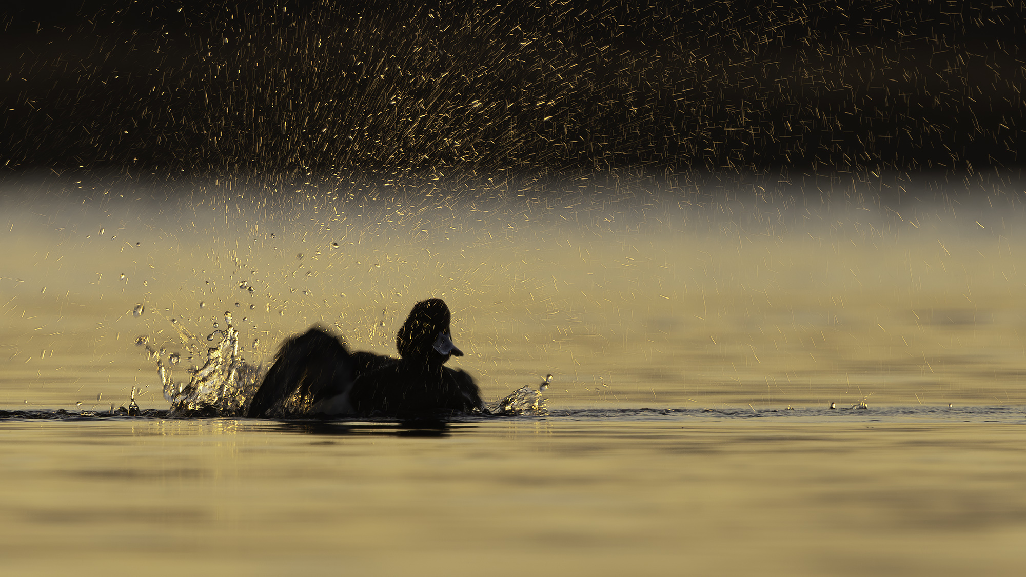 wassen-in-late-avondzon