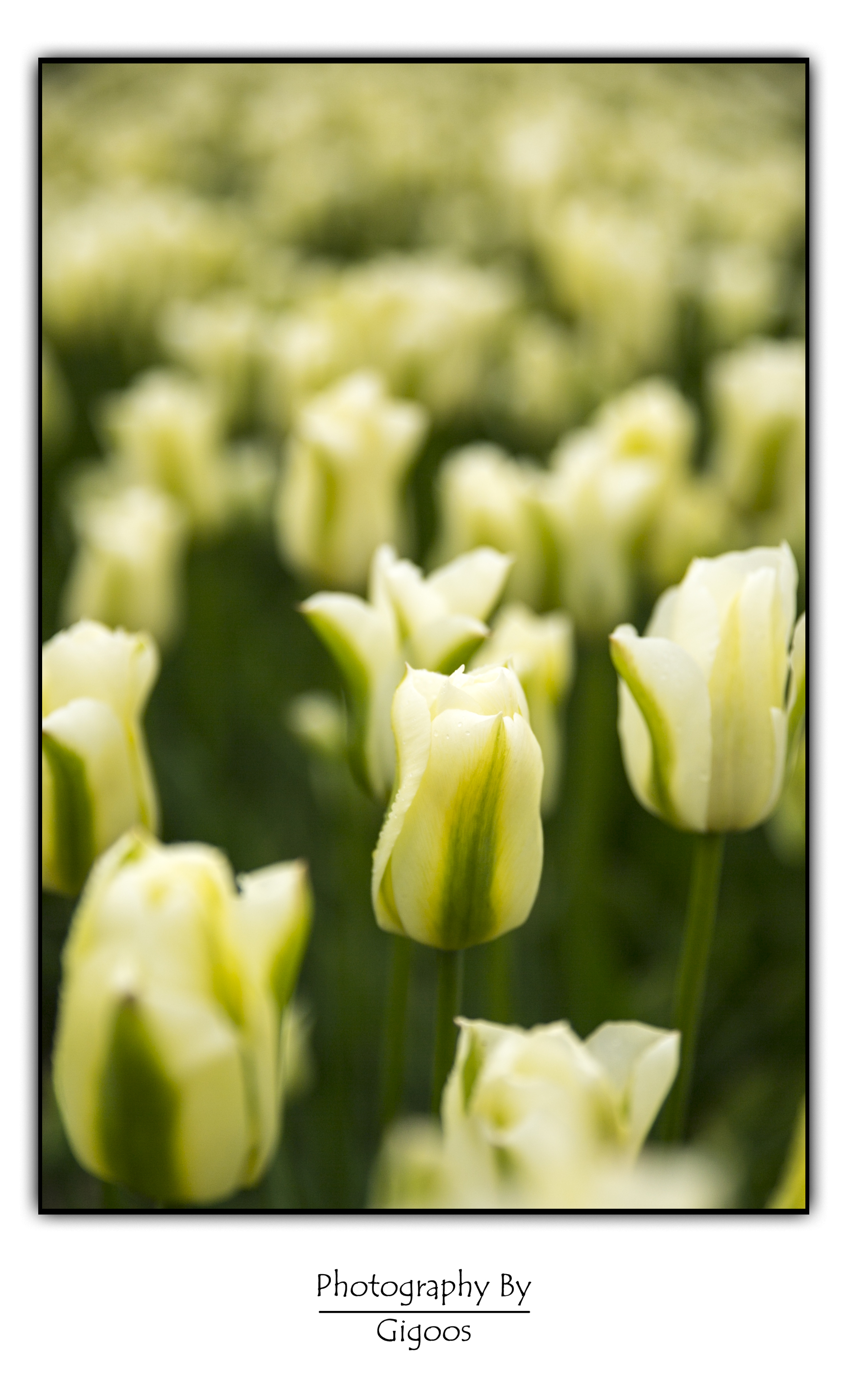 de-tulp