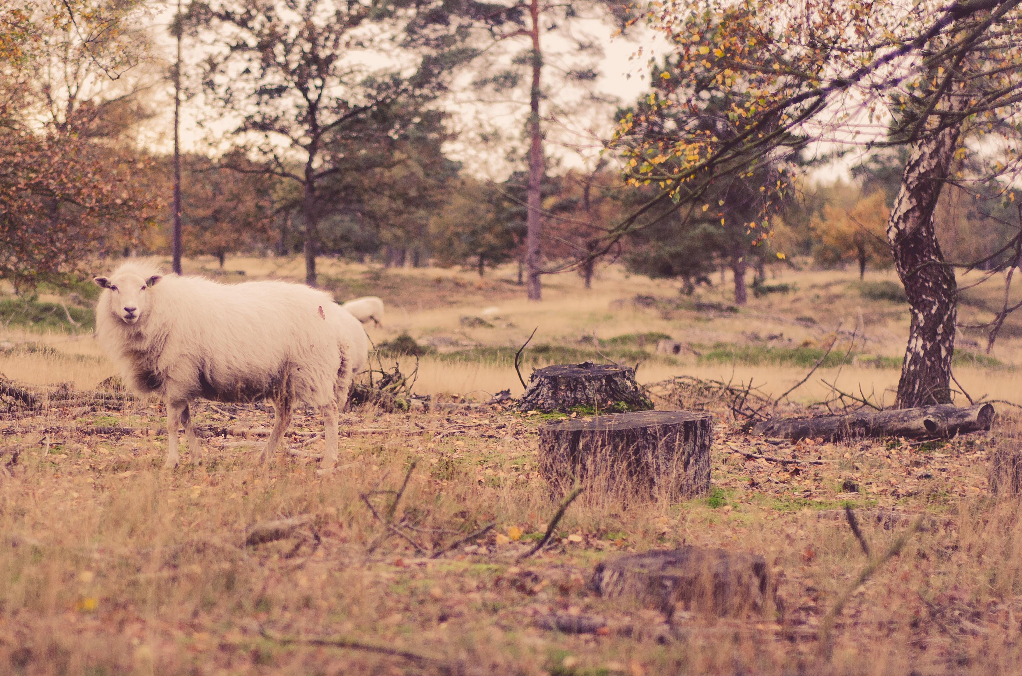 fries-drentse-wold-0666