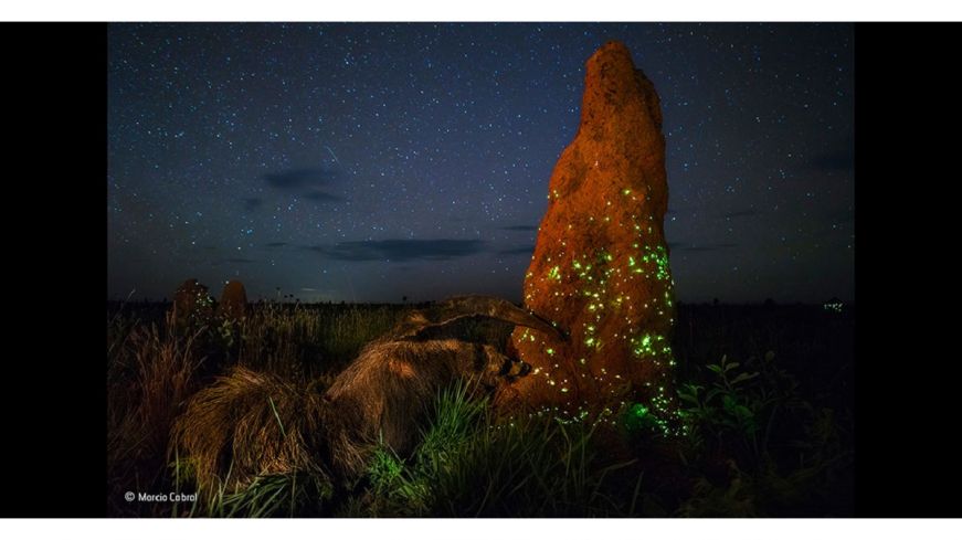 foto-de-nachtrover-van-marcio-cabral-gediskwalificeerd-voor-wildlife-photographer-of-the-year