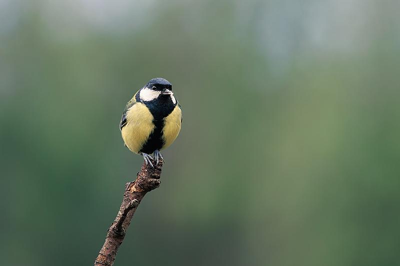 balanceren-op-de-top