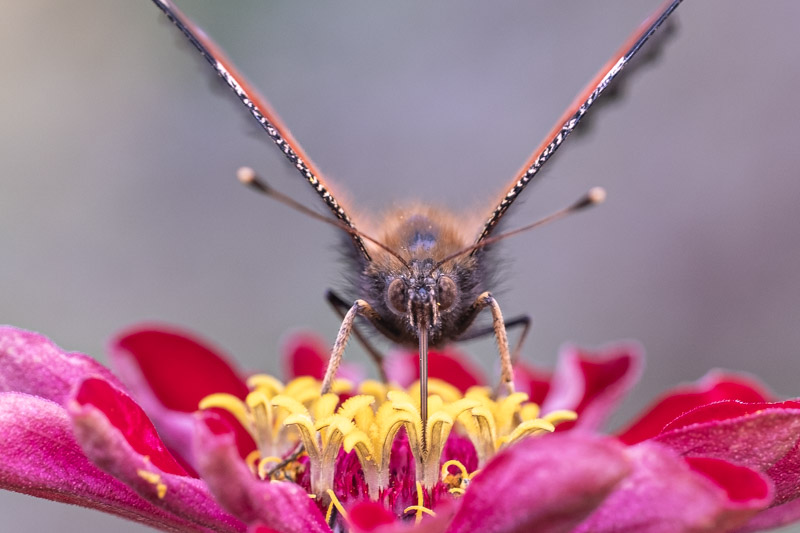 oog-in-oog-met-een-dagpauwoog