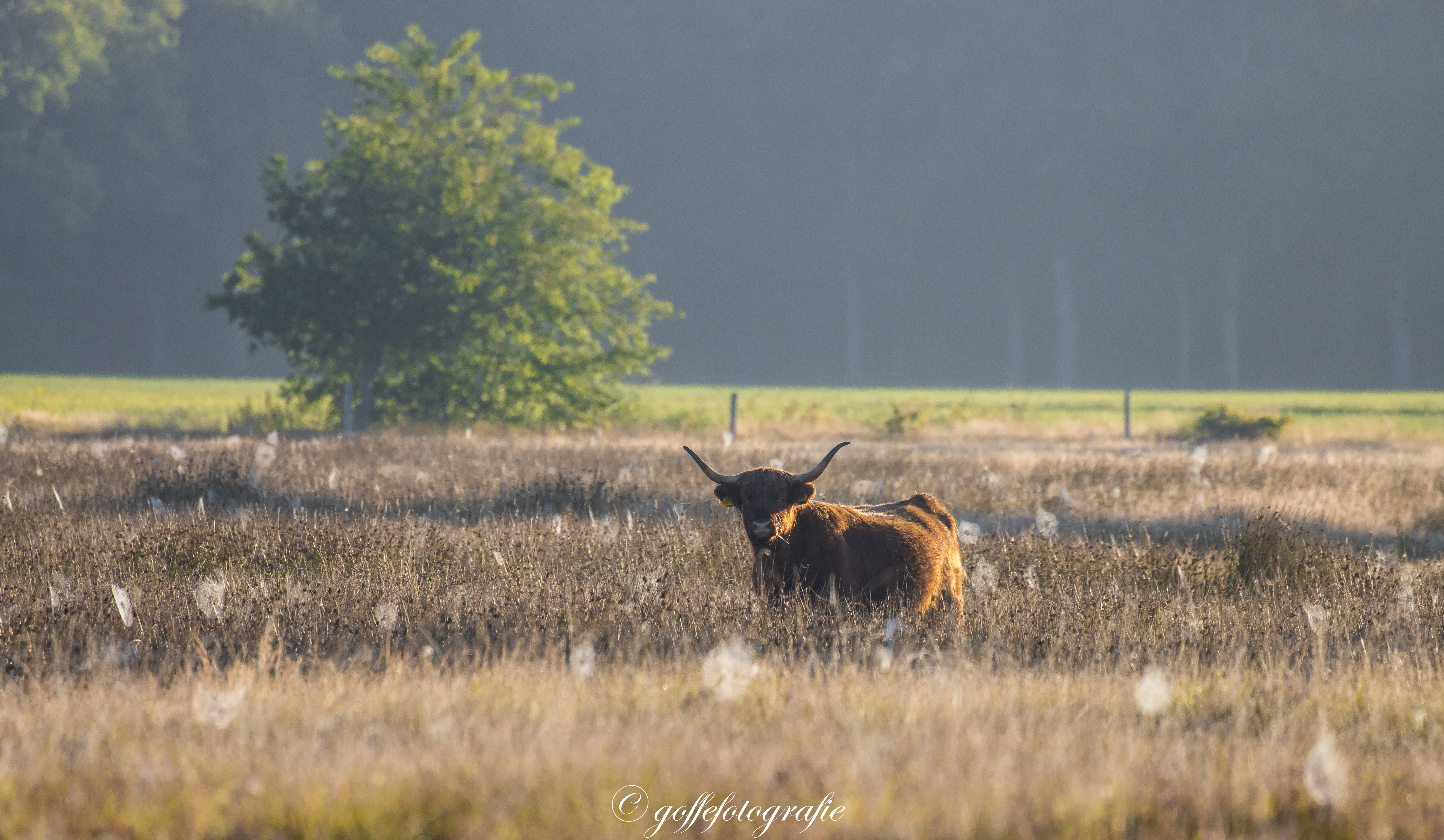 schotse-hooglander-in-het-drents-friese-wold