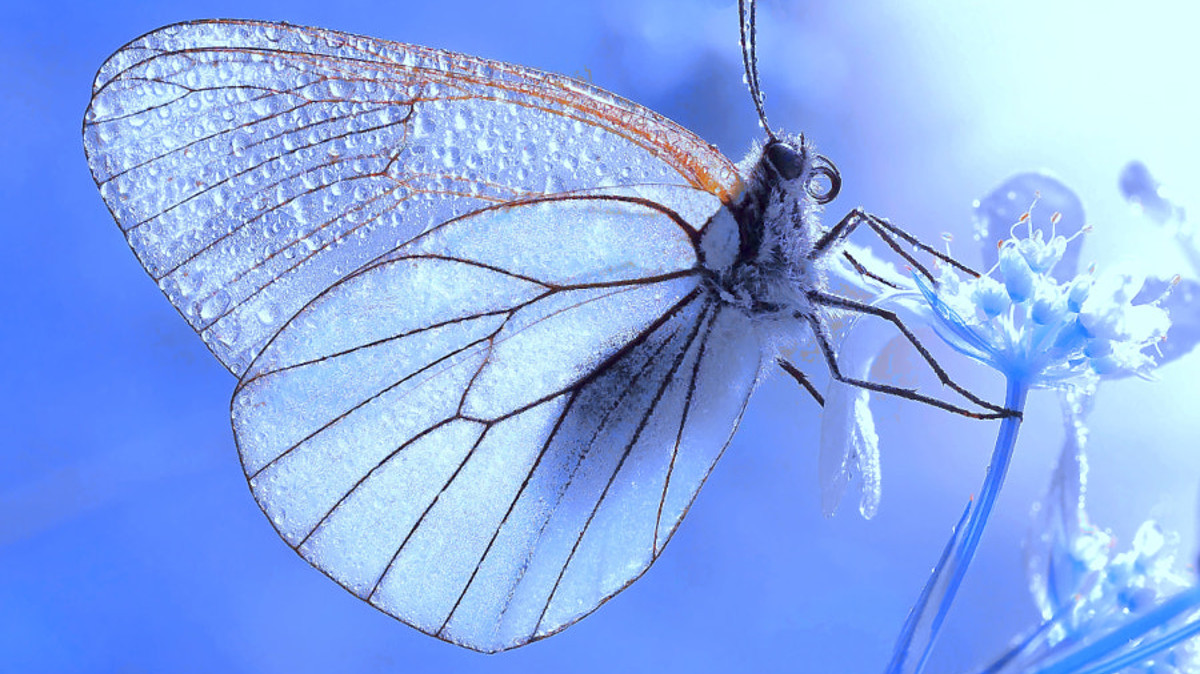 jezelf-en-je-publiek-blijven-verrassen-stap-in-de-wereld-van-macrofotografie