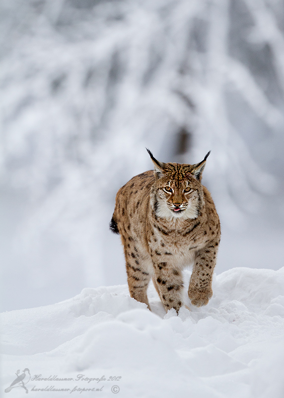 lynx-3-beierse-woud