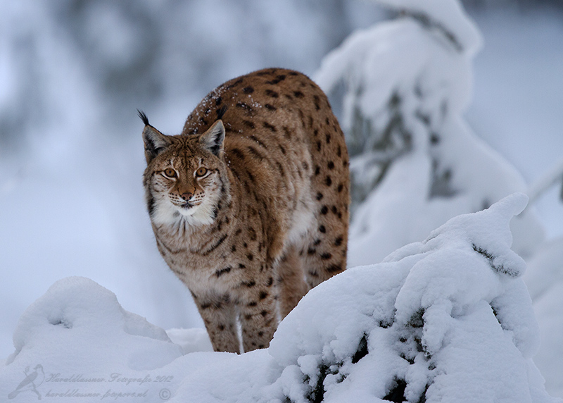 lynx-2-beierse-woud