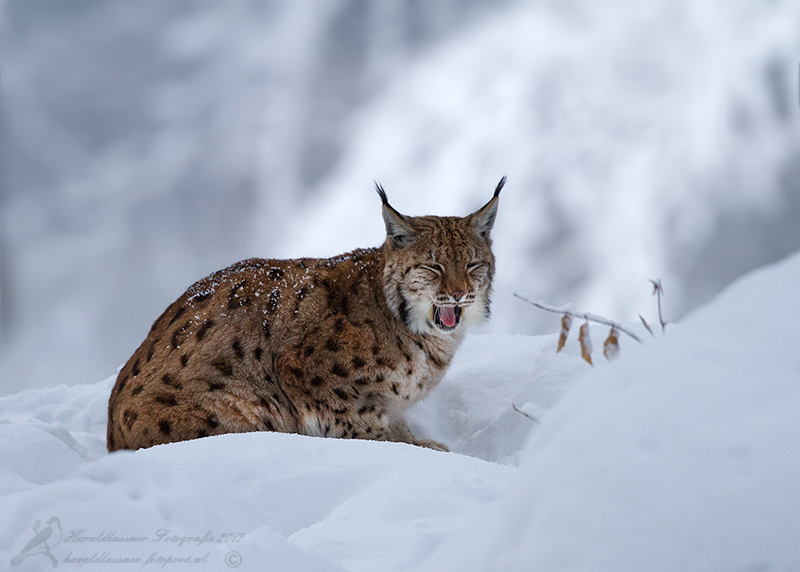lynx-beierse-woud
