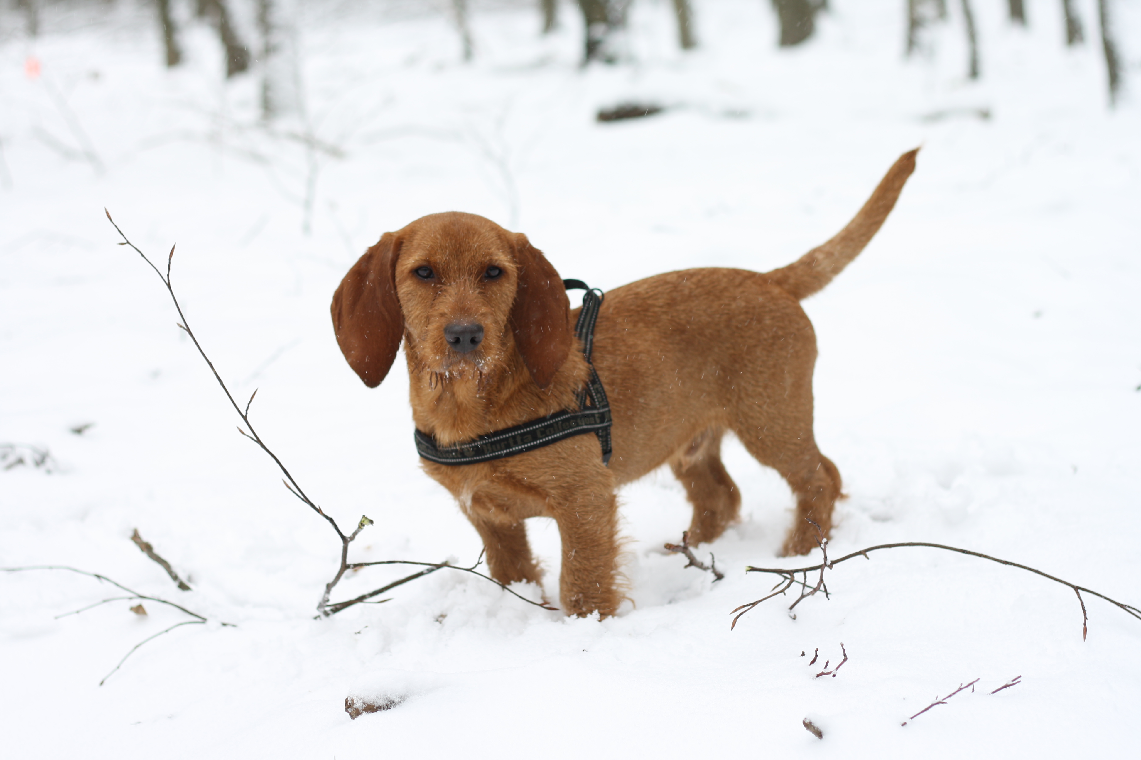 boris-basset-fauve-de-bretagne