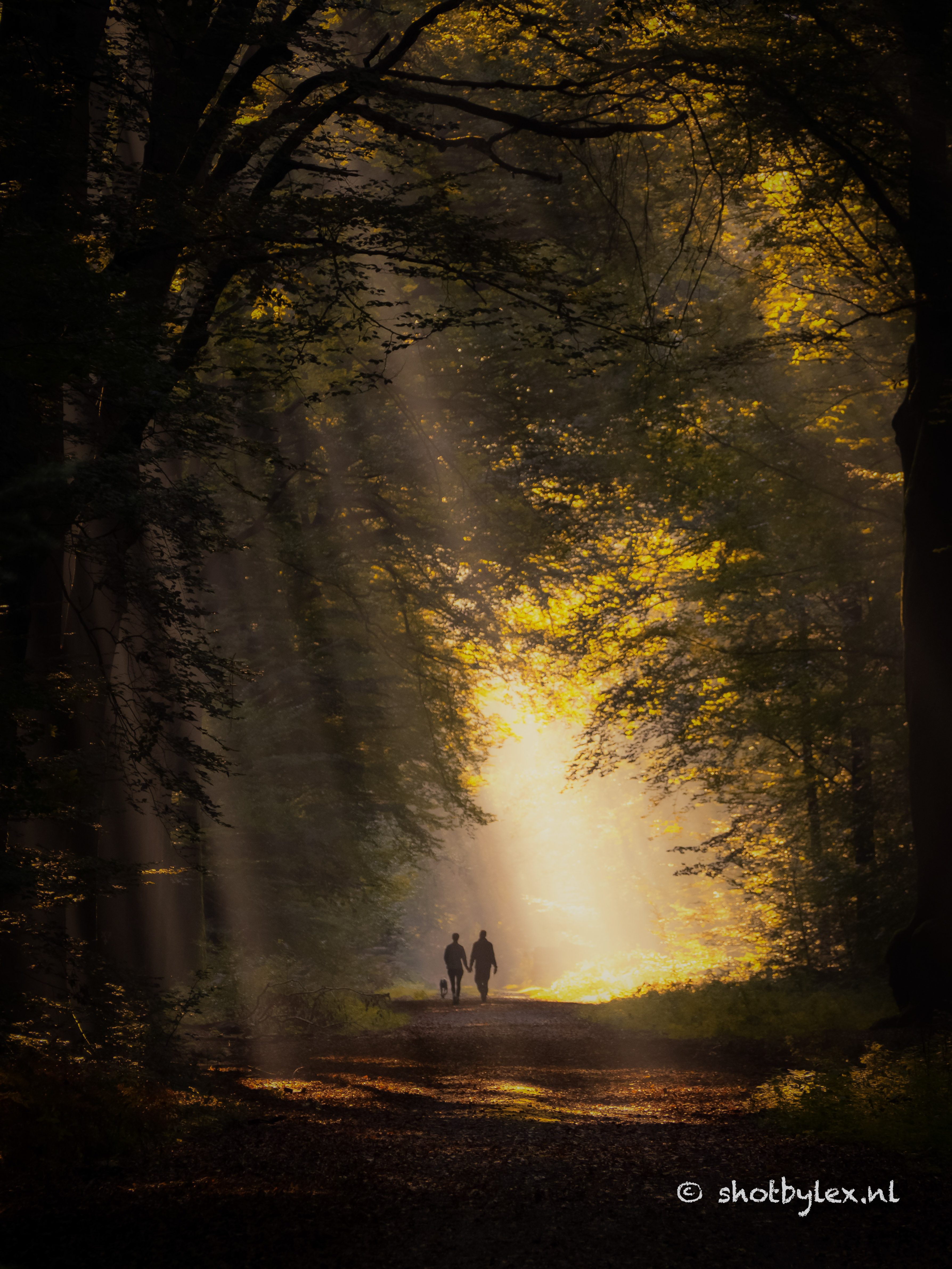 into-the-magic-forrest