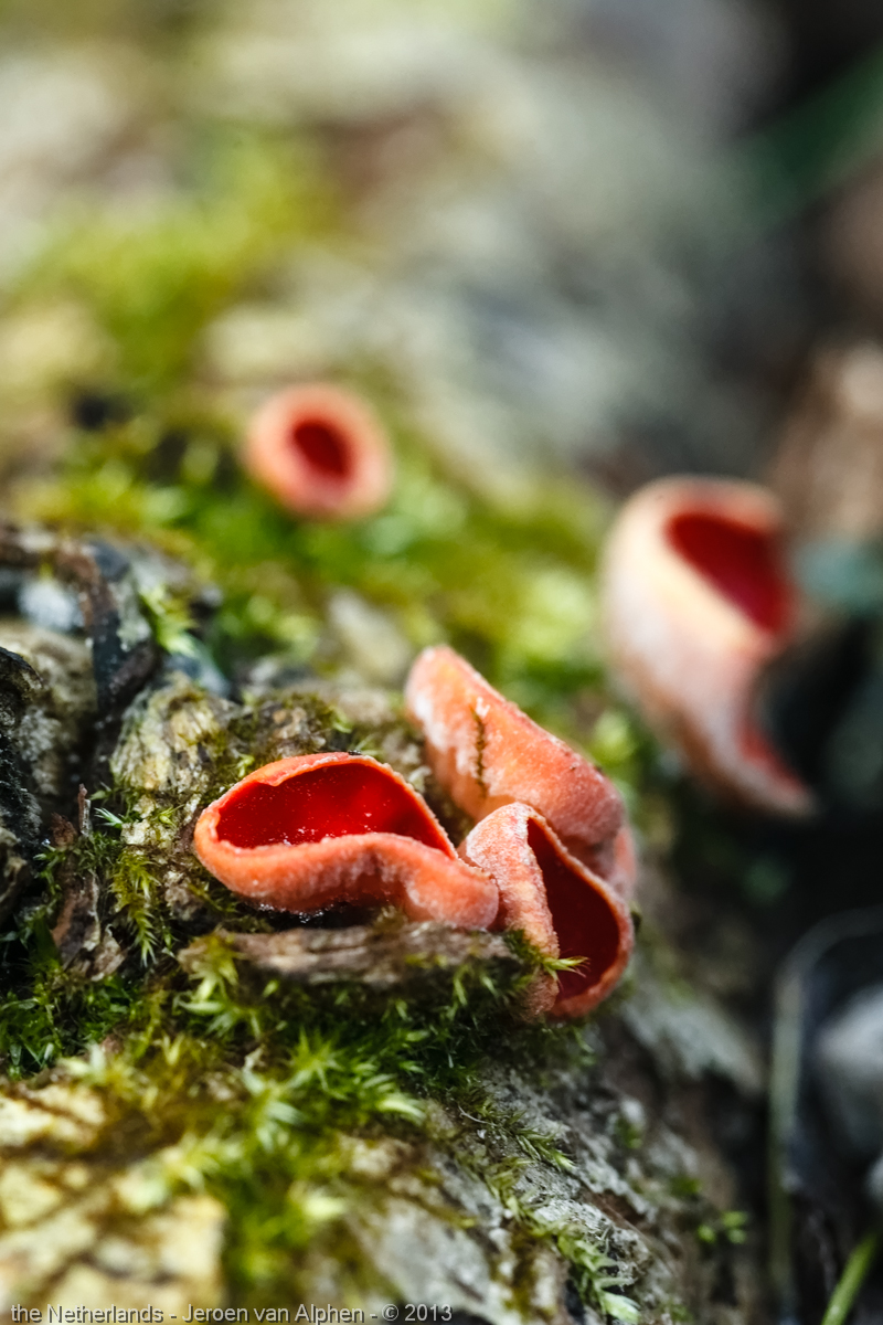 rode-of-krukhaarkelkzwam