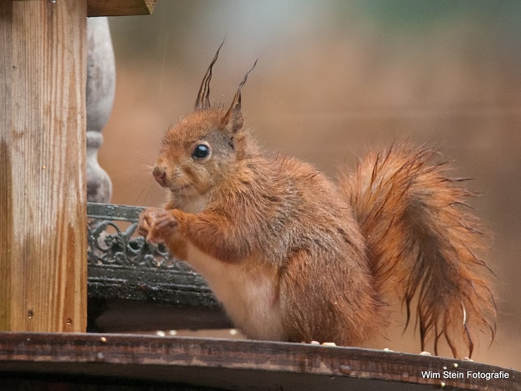 eekhoorntje-3