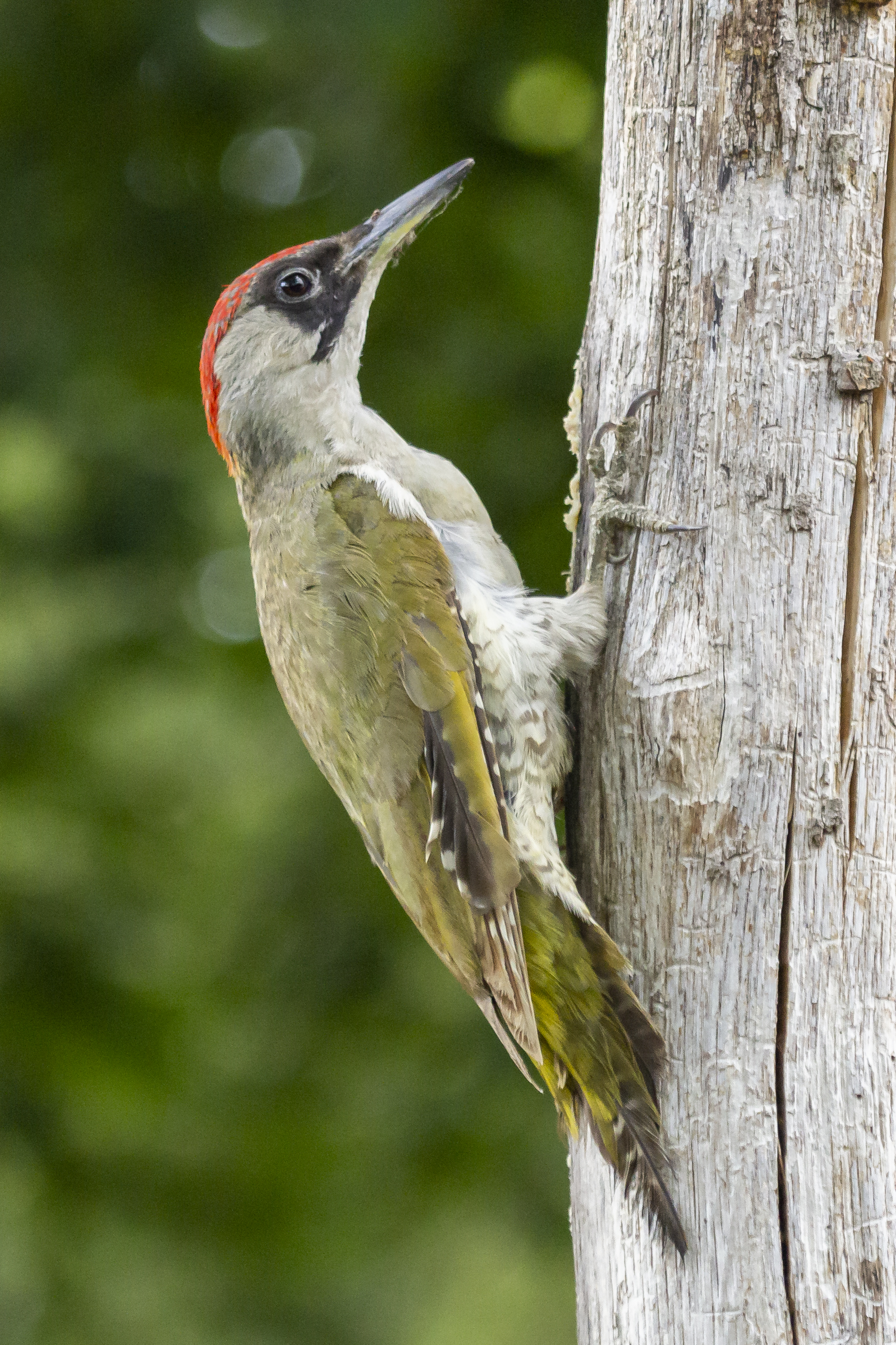 groene-specht-vrouwtje