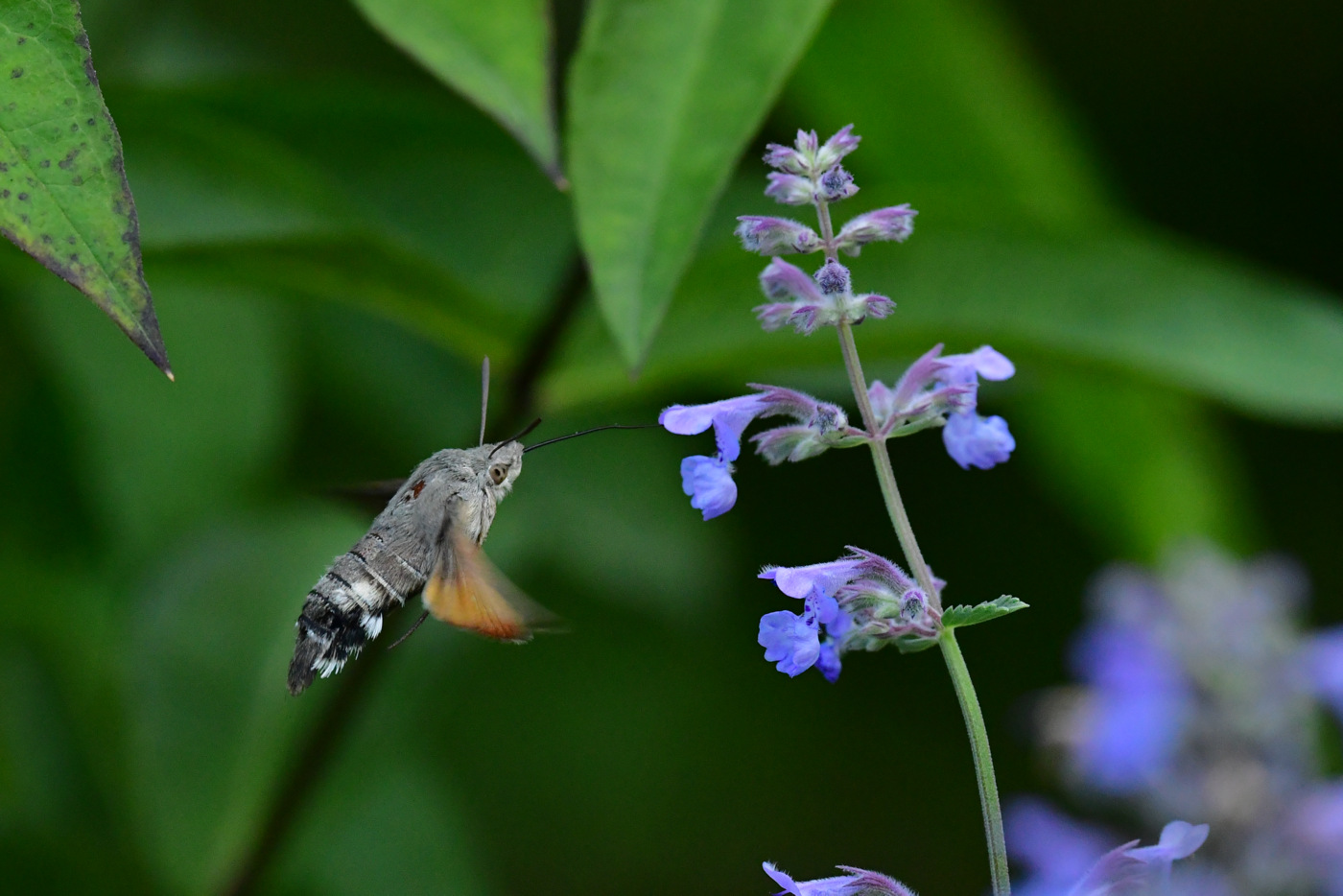 kolibrivlinder