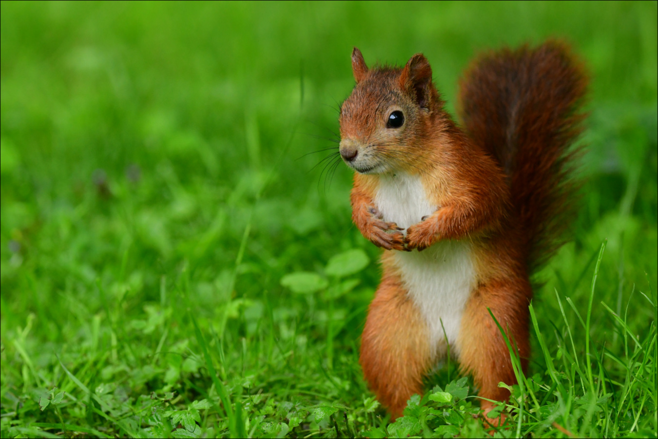 onverwacht-bezoek-van-een-eekhoorn