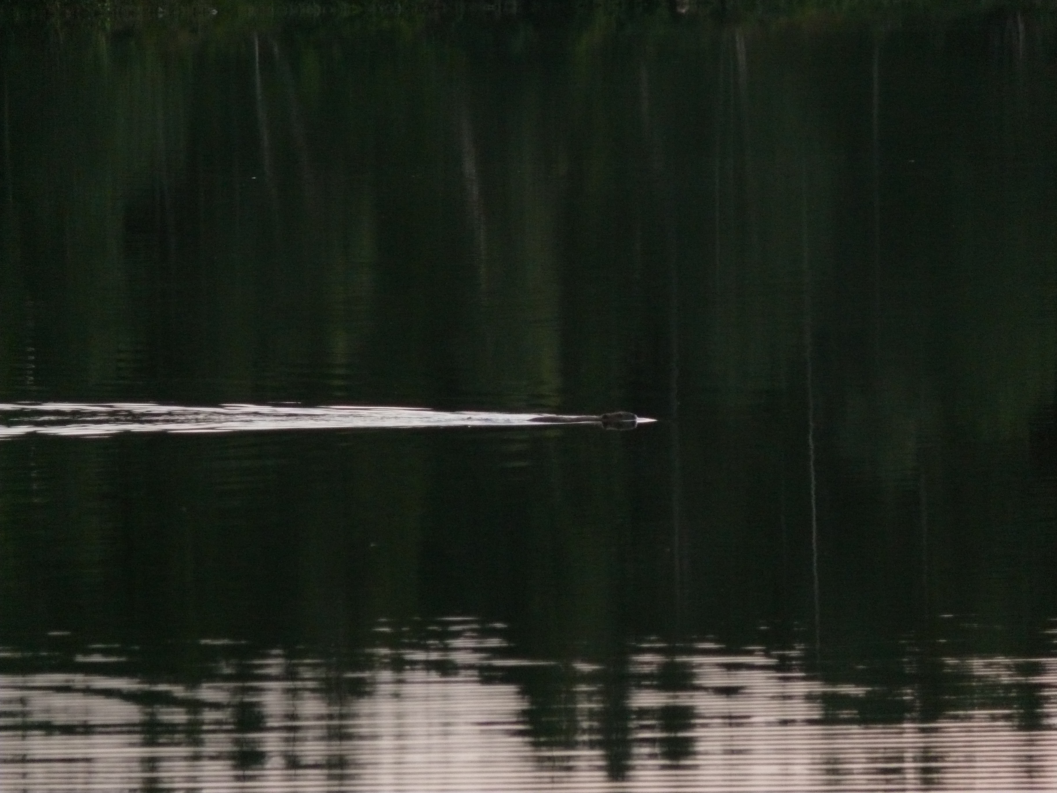 bever-van-kroppefj%C3%A4ll