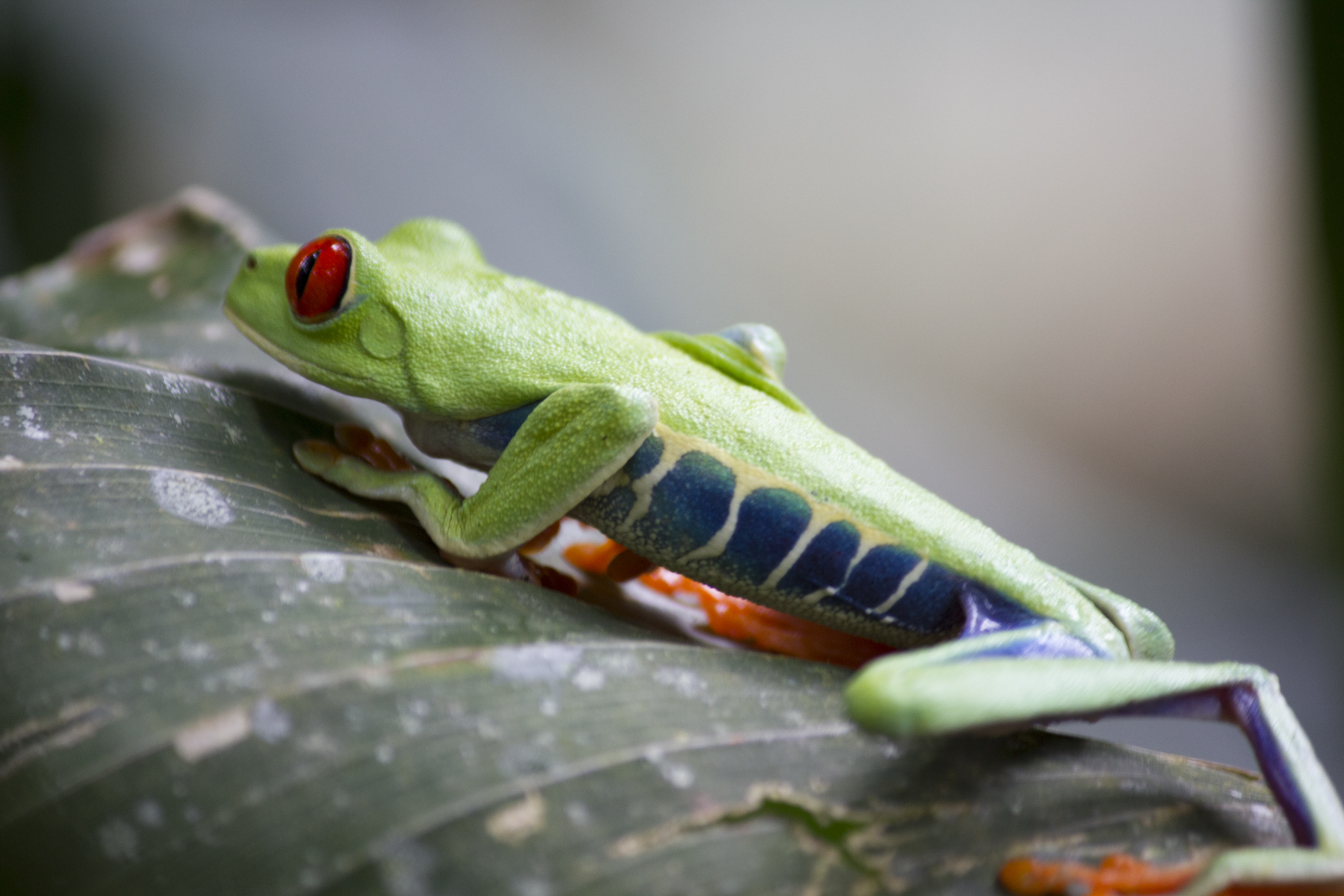 groene-kikker-tot-in-detail