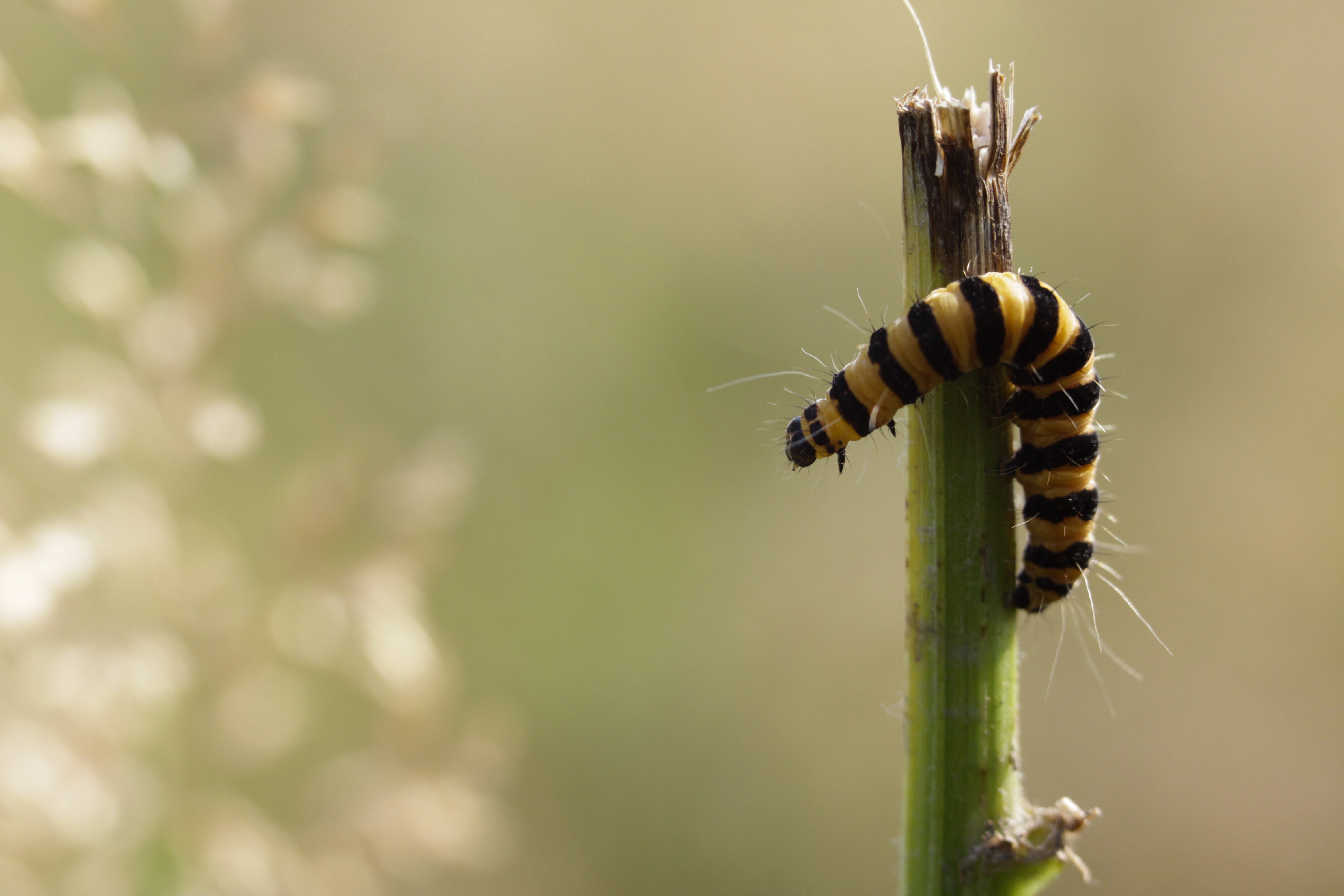 rups-van-sint-jacobsvlinder