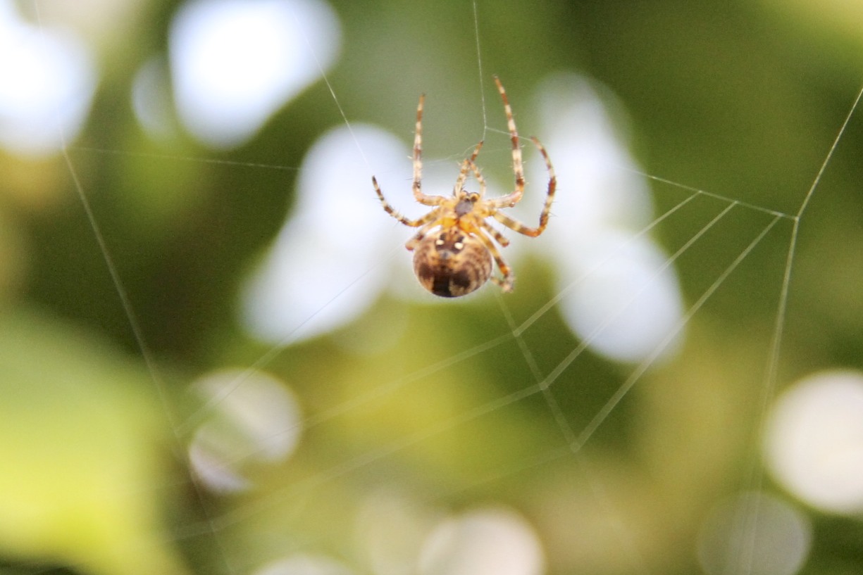 spider-building-a-web