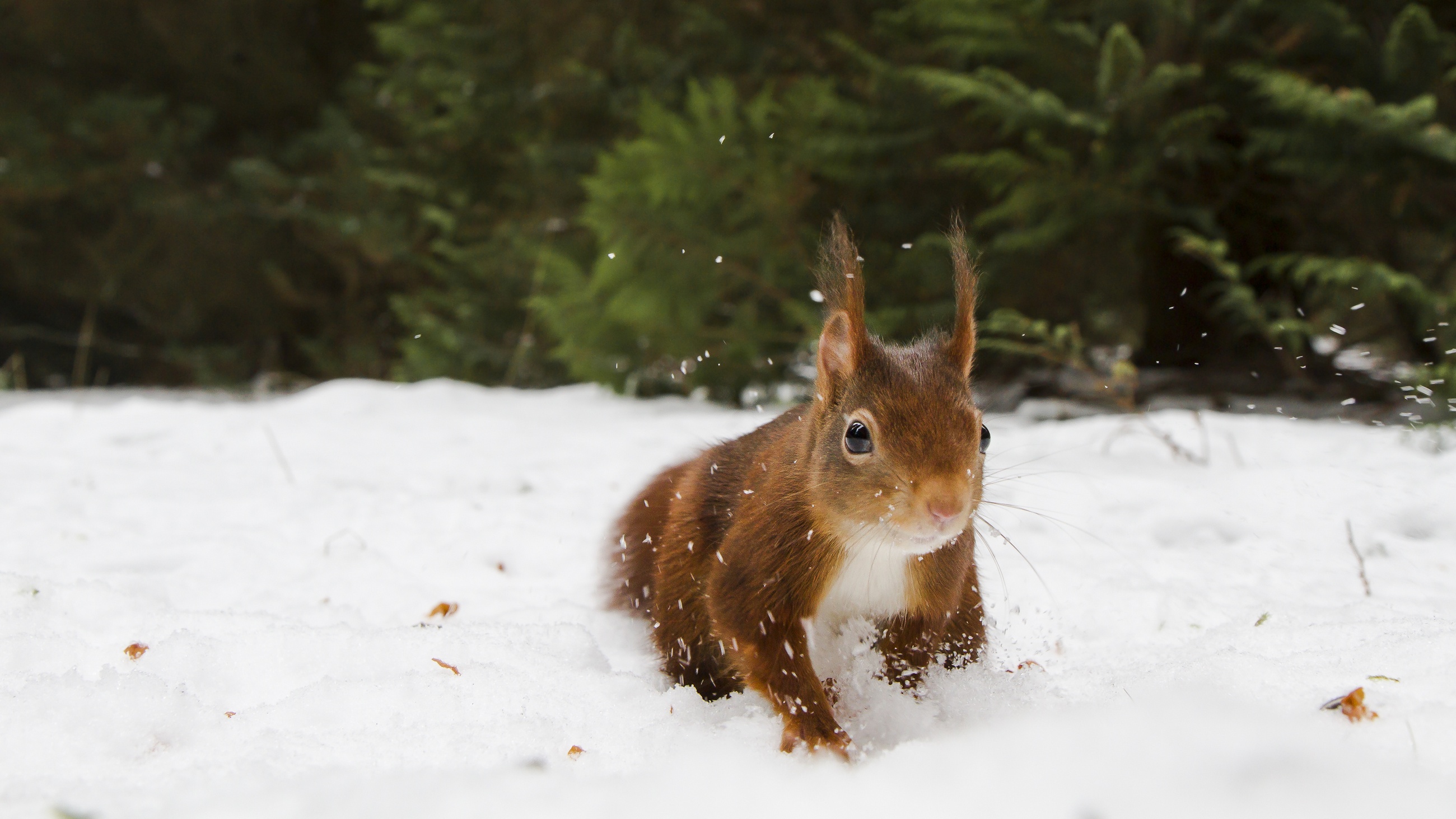 eekhoorn-jagend-naar-voedsel
