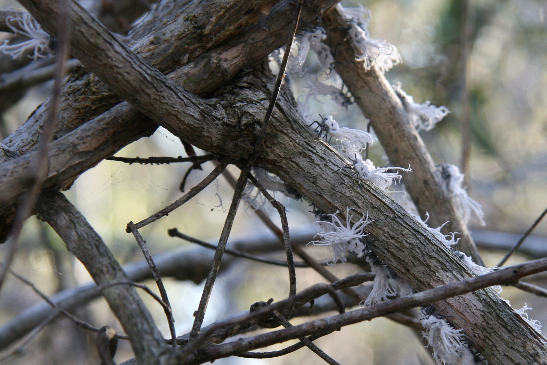 rare-beestjes-uit-madagascar